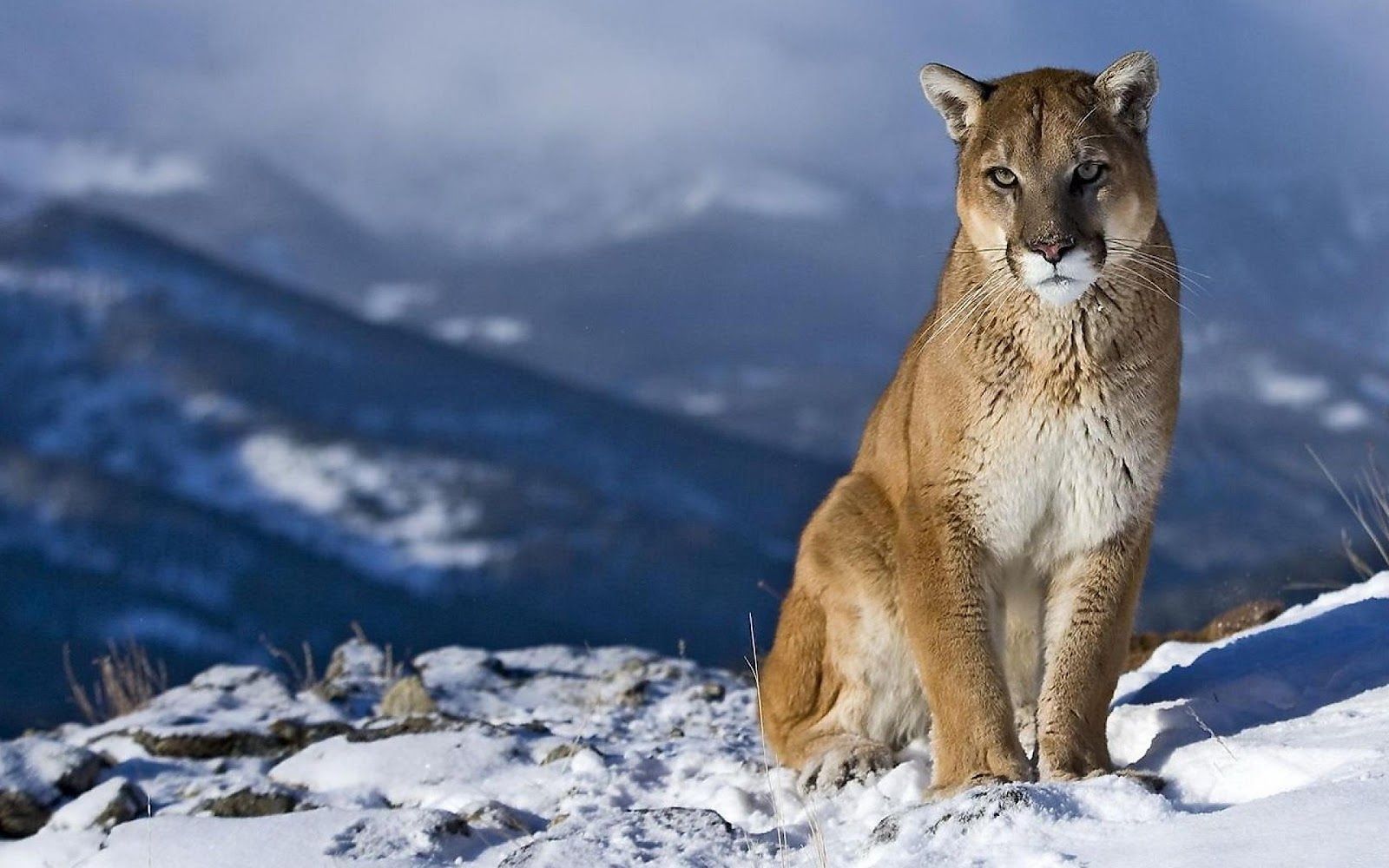 Mountain Lion HD Wallpapers - HD Wallpapers Backgrounds of Your Choice