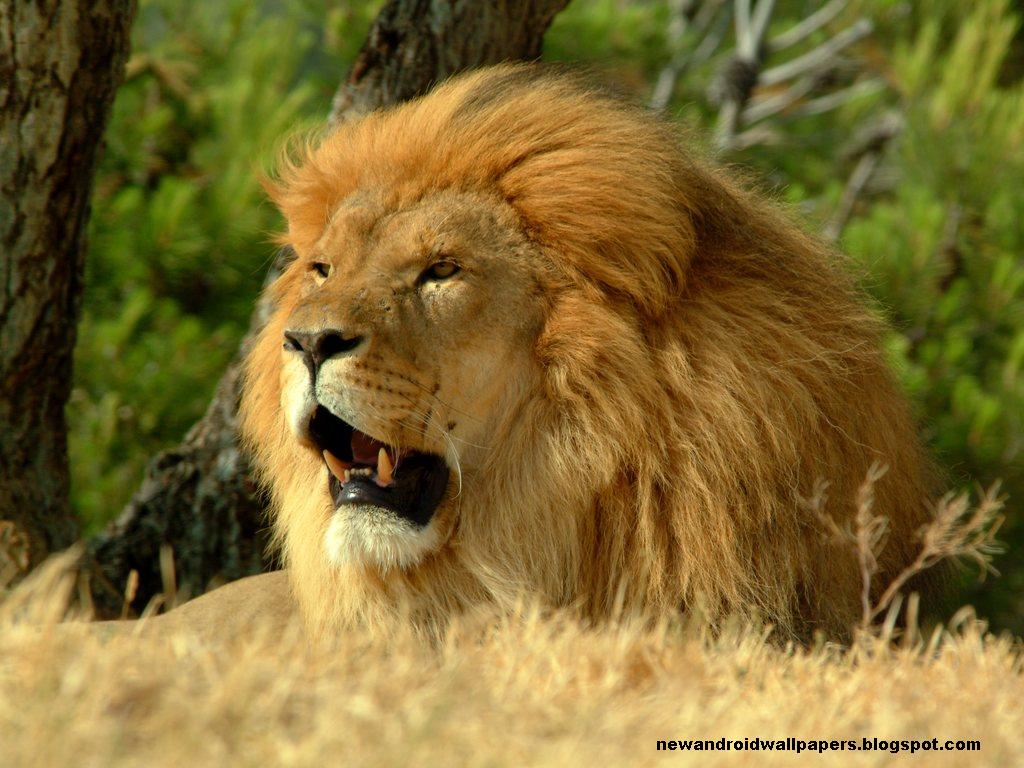 Dangerous And Nice Lion Wallpapers Hd For Android, Desktop, Mac ...