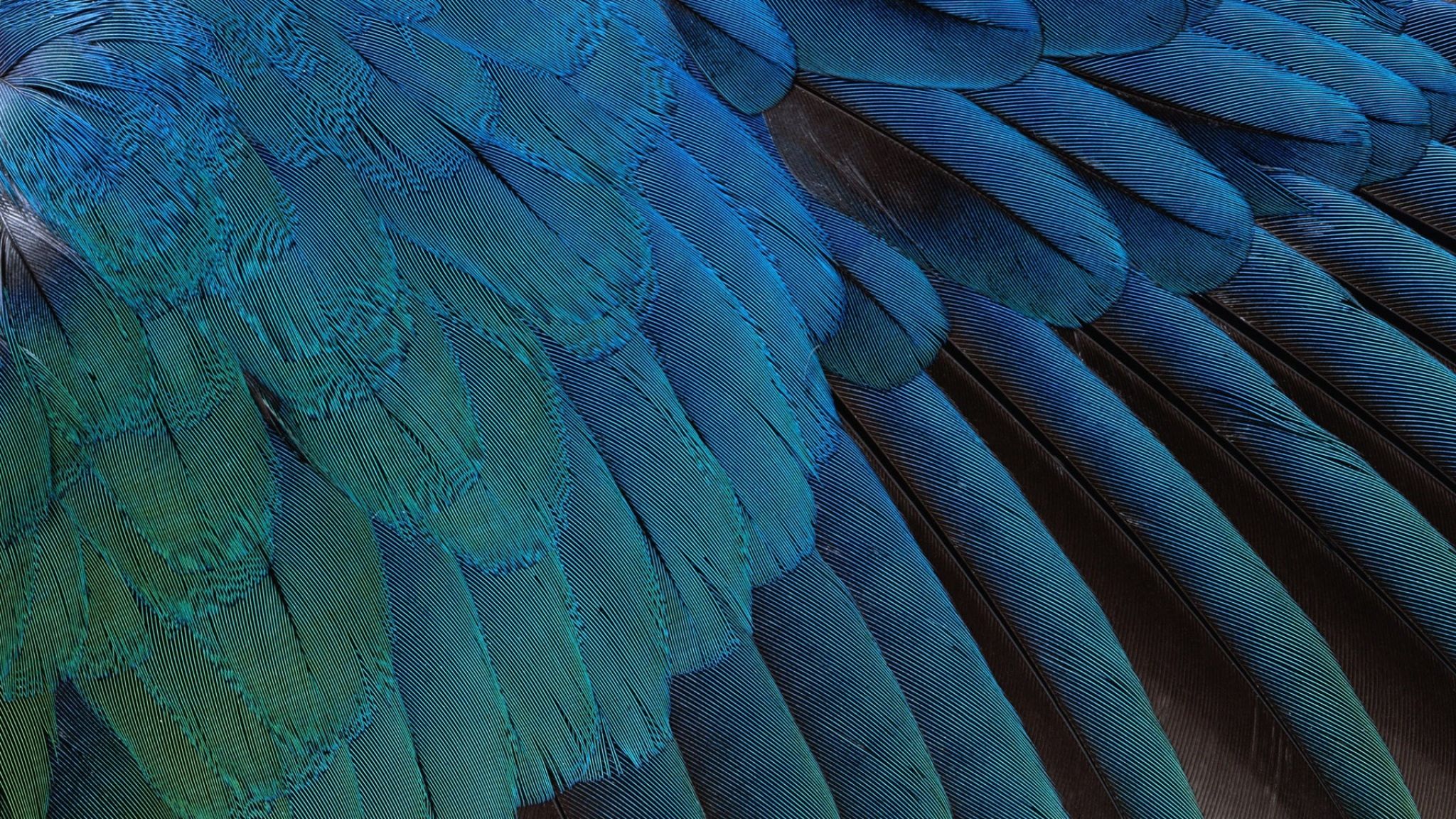 Download Wallpaper 2048x1152 Feathers, Black, Background, Blue HD ...