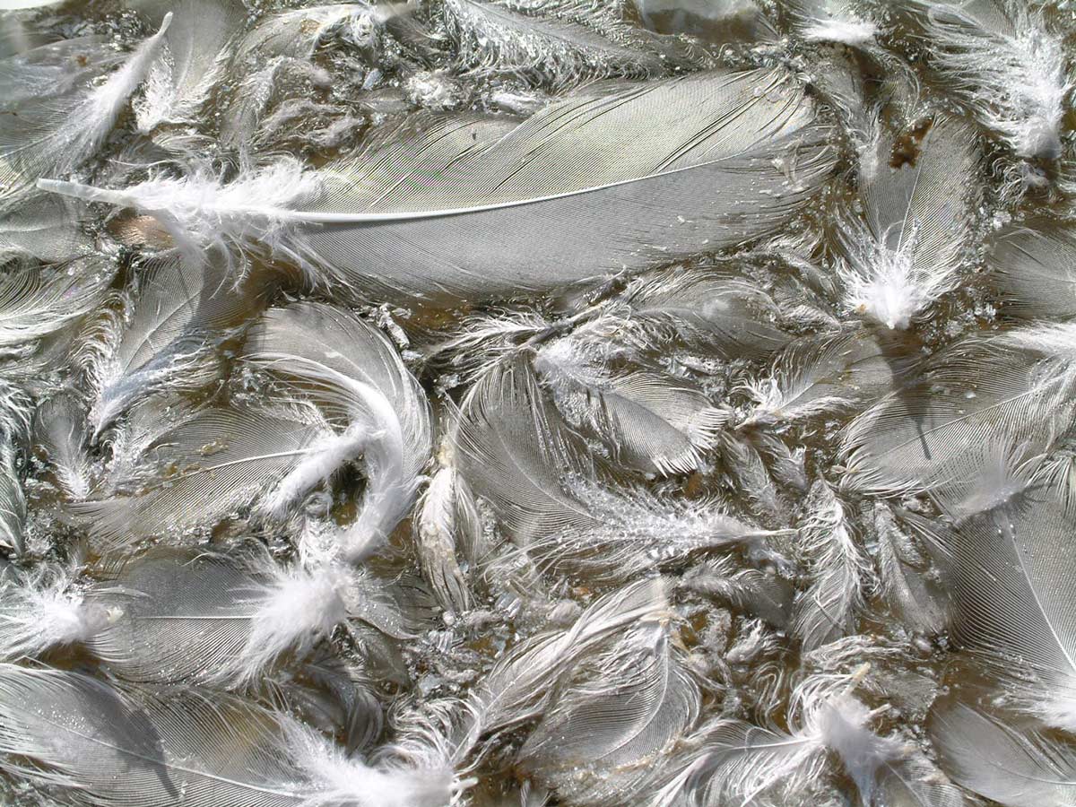 Feather Background Twenty | Photo Texture & Background