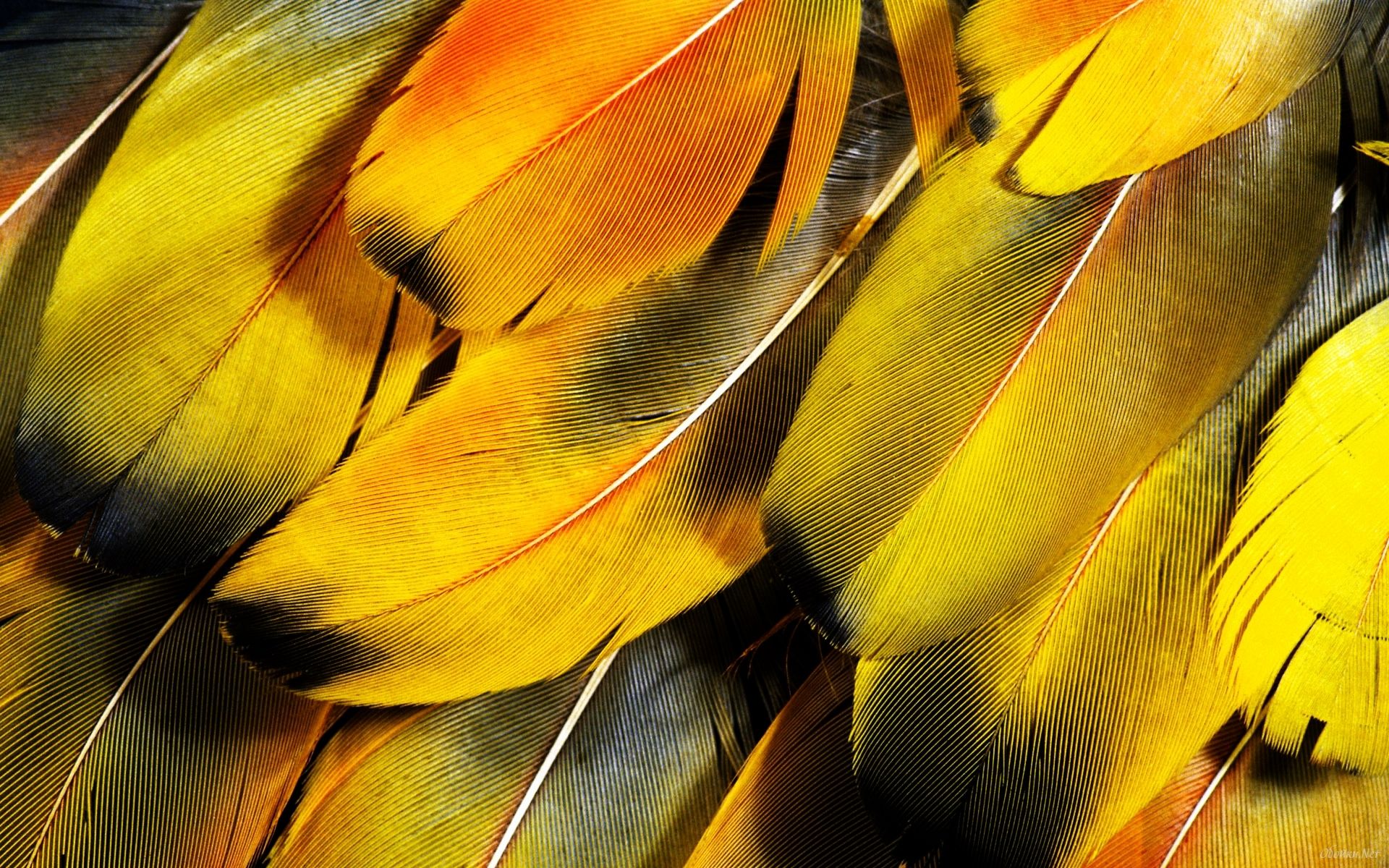 Feather Background Three | Photo Texture & Background