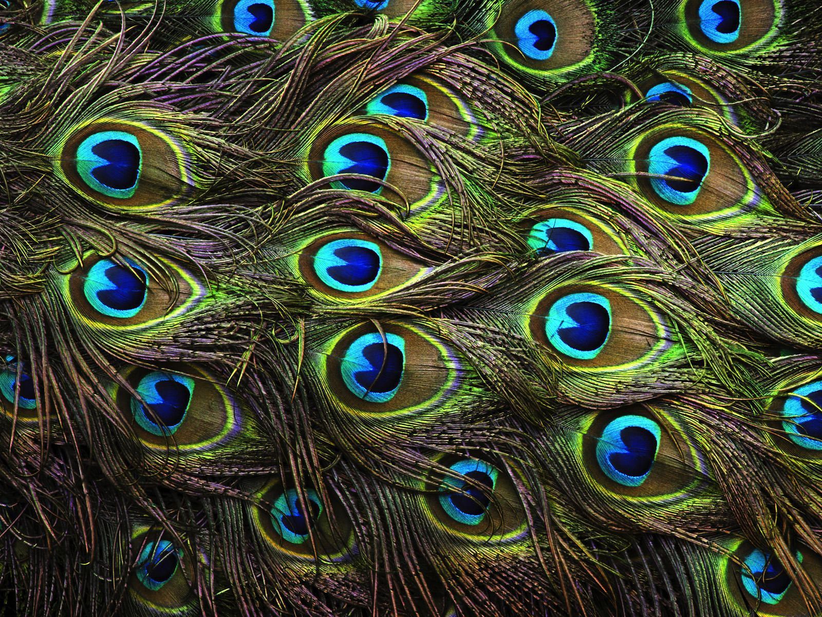 Peacock Feathers HD Wallpapers, Peacock Feathers Backgrounds, New ...