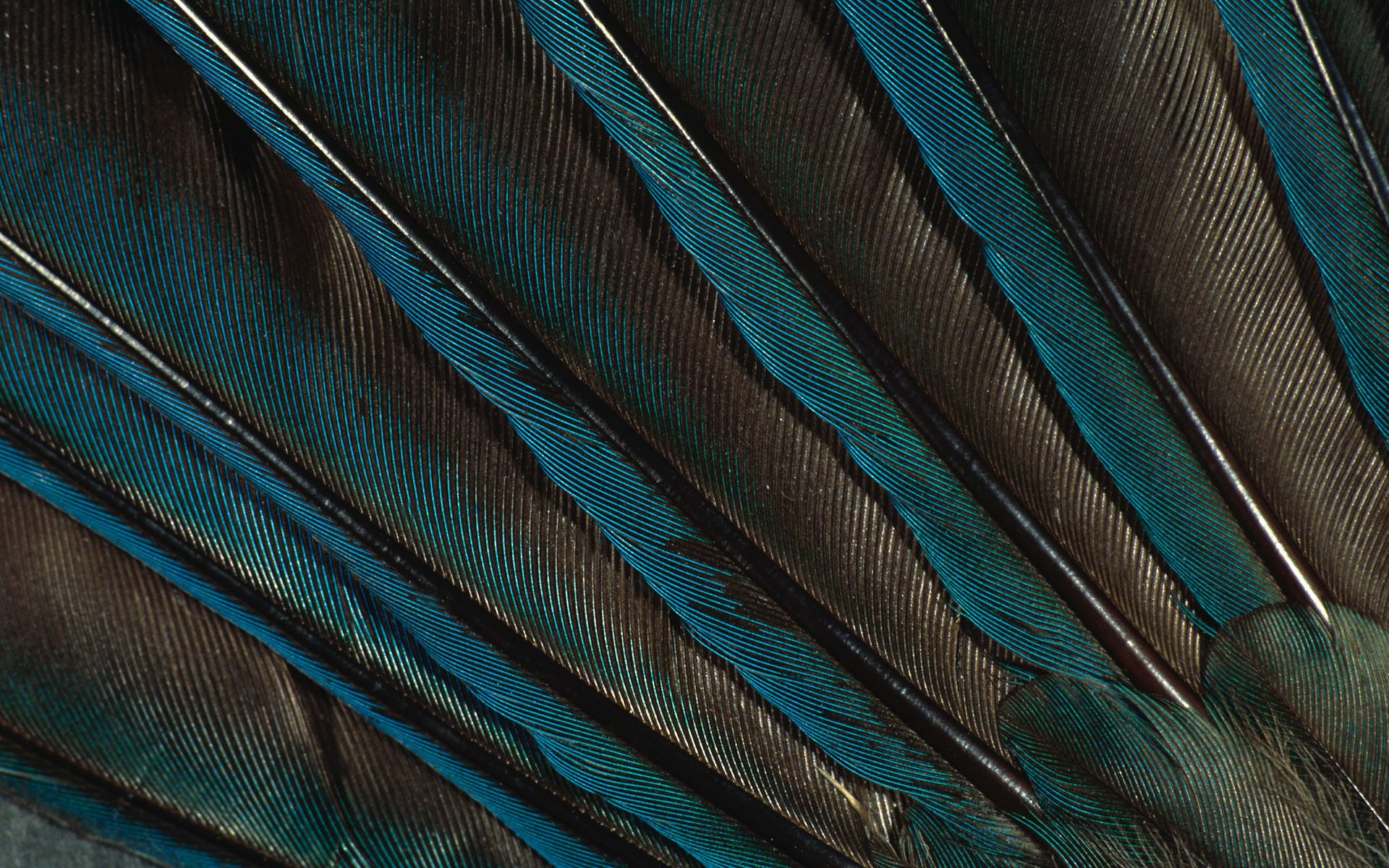 Feather Background Two | Photo Texture & Background