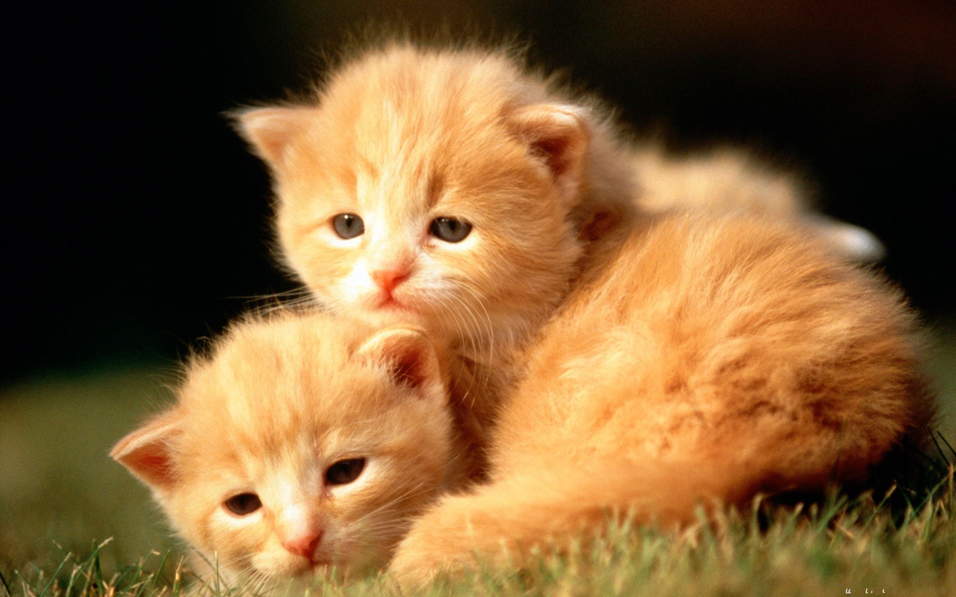 Desktop cute picture of baby animals