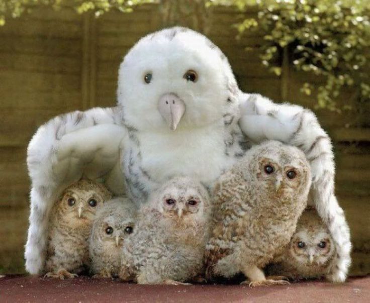 Baby animals on Pinterest Wallpaper Desktop, Cute Baby Animals
