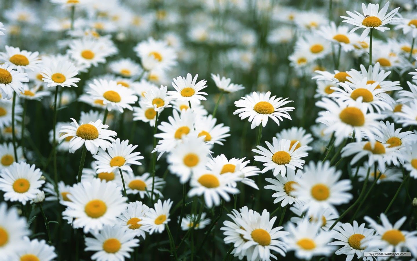 Gallery for - daisy background pictures