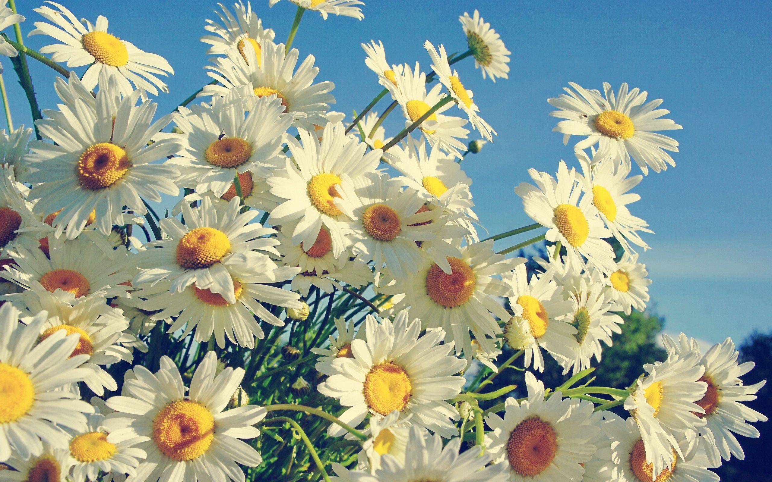 Daisy flower pictures and wallpapers Download