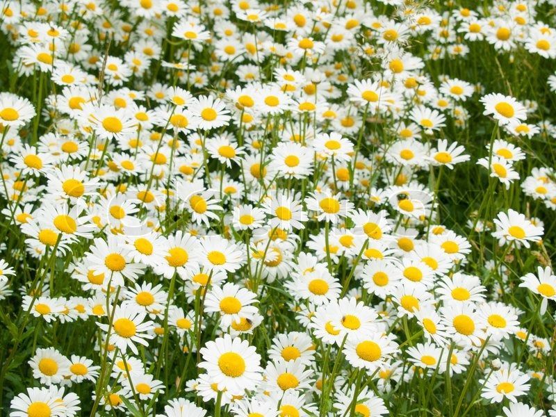 Ox eye daisy background meadow | Stock Photo | Colourbox
