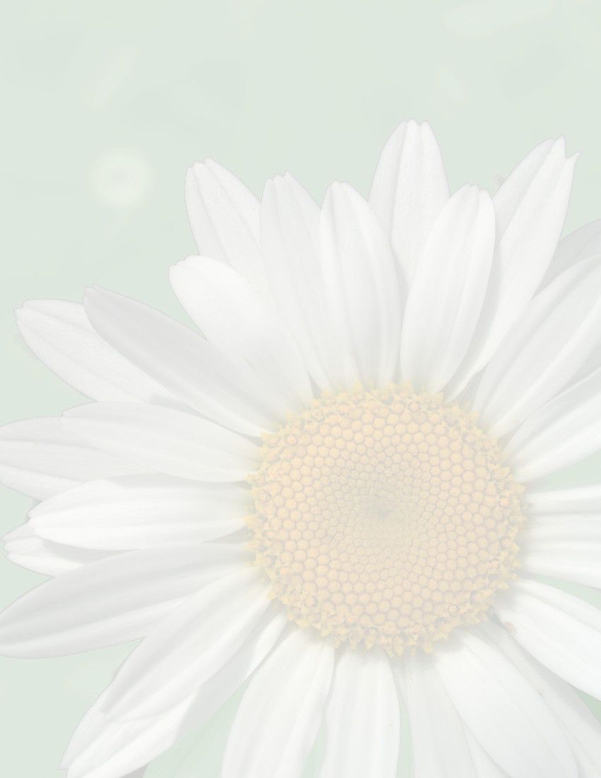 Daisy background page - / page frames / floral / daisy background page