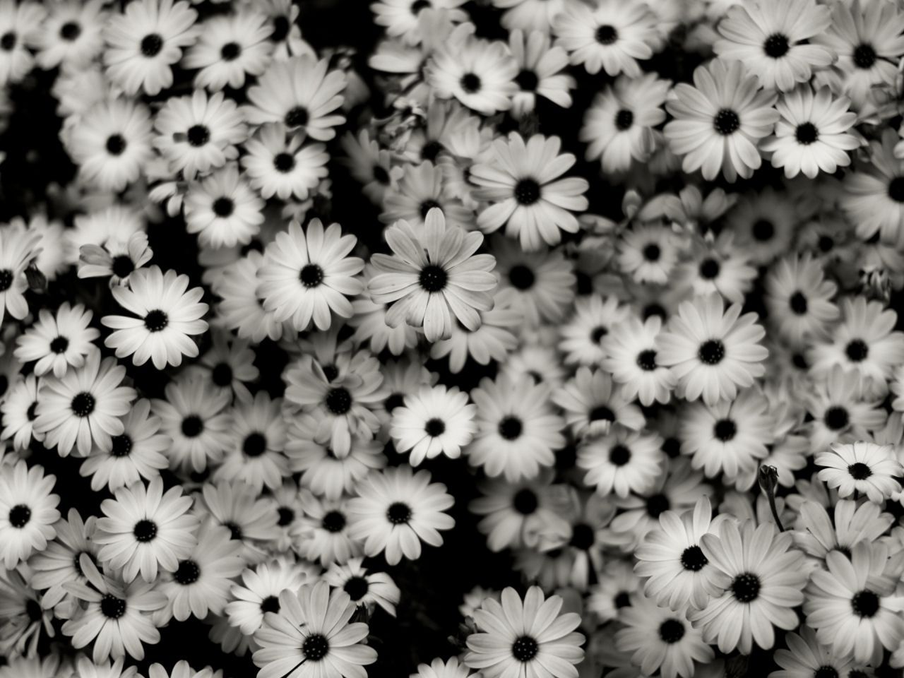 Download Wallpaper 1280x960 Black white, Flowers, Grey, Daisies ...