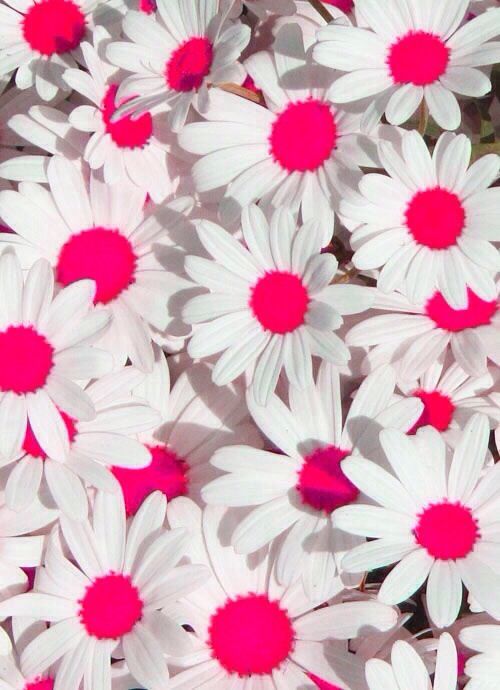 Pink daisy wallpaper Wallpapers Pinterest Pink Daisy