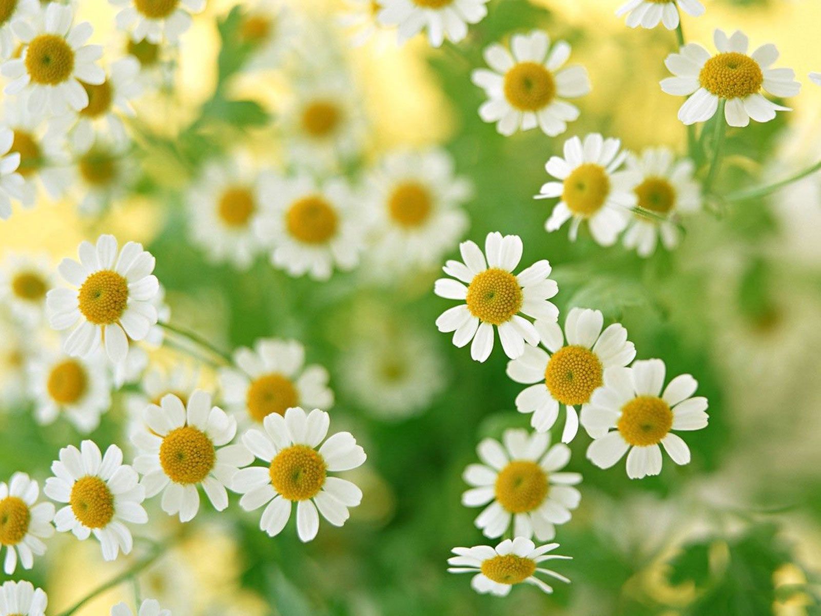 Daisy HD Picture Wallpapers 9909 - HD Wallpapers Site