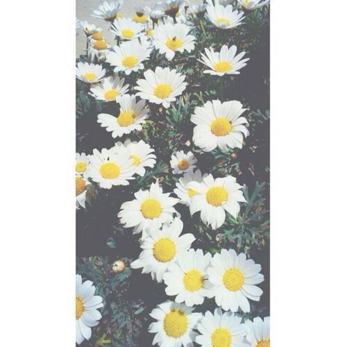 daisy background | Tumblr