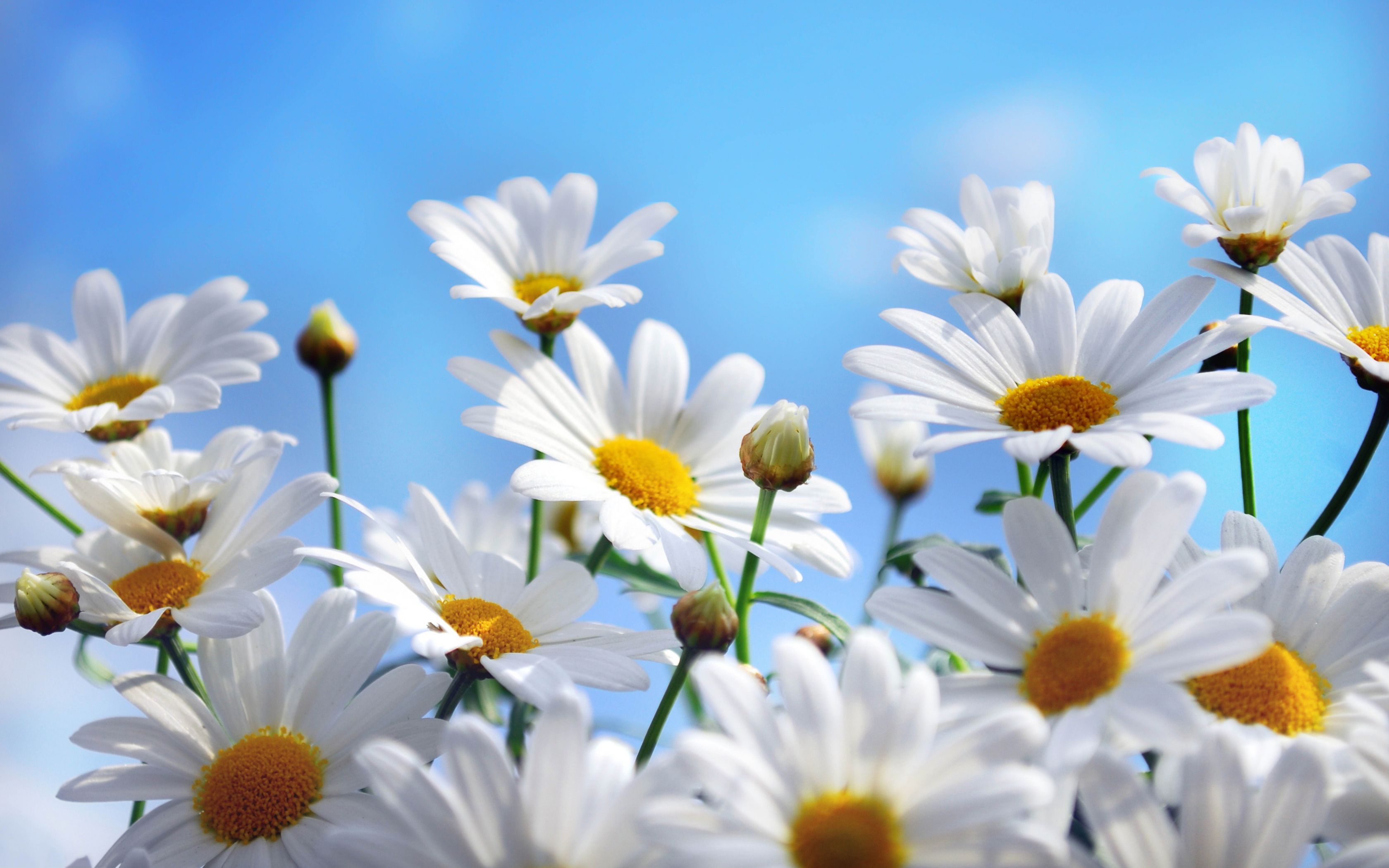 Gallery for - daisy background pictures