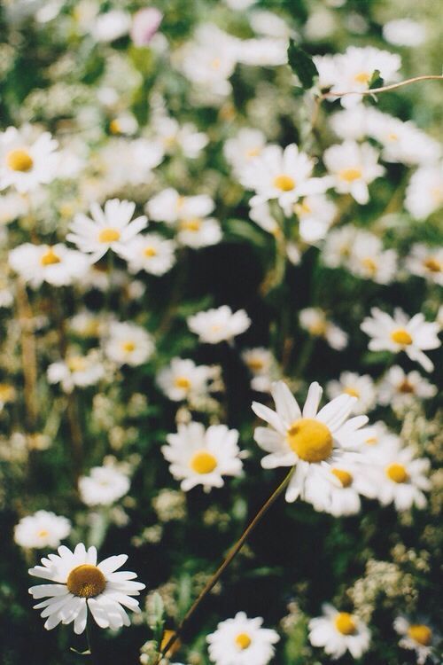 Daisy wallpaper | Wallpapers | Pinterest | Happiness, Daisies and ...