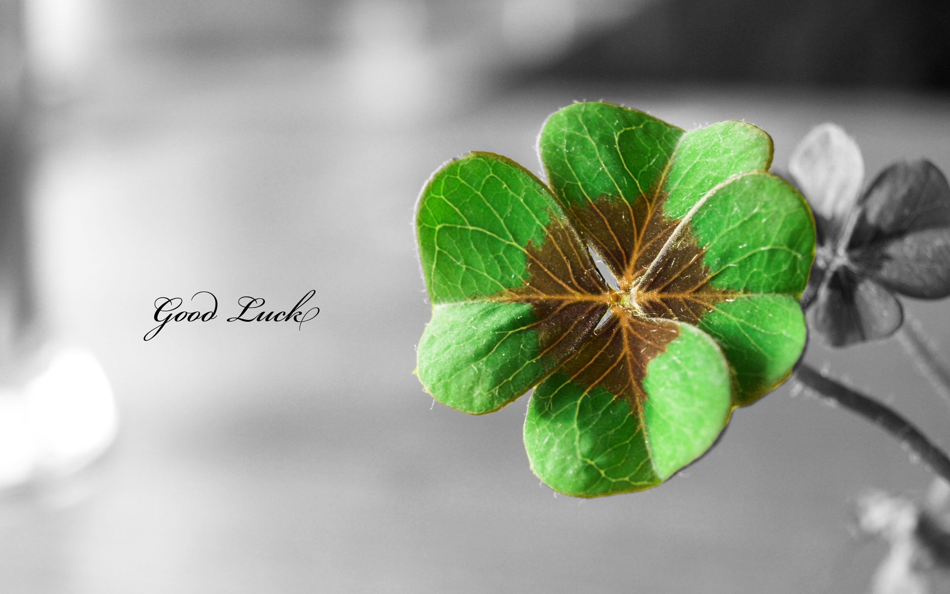 12 Lucky St. Patty's Day Backgrounds