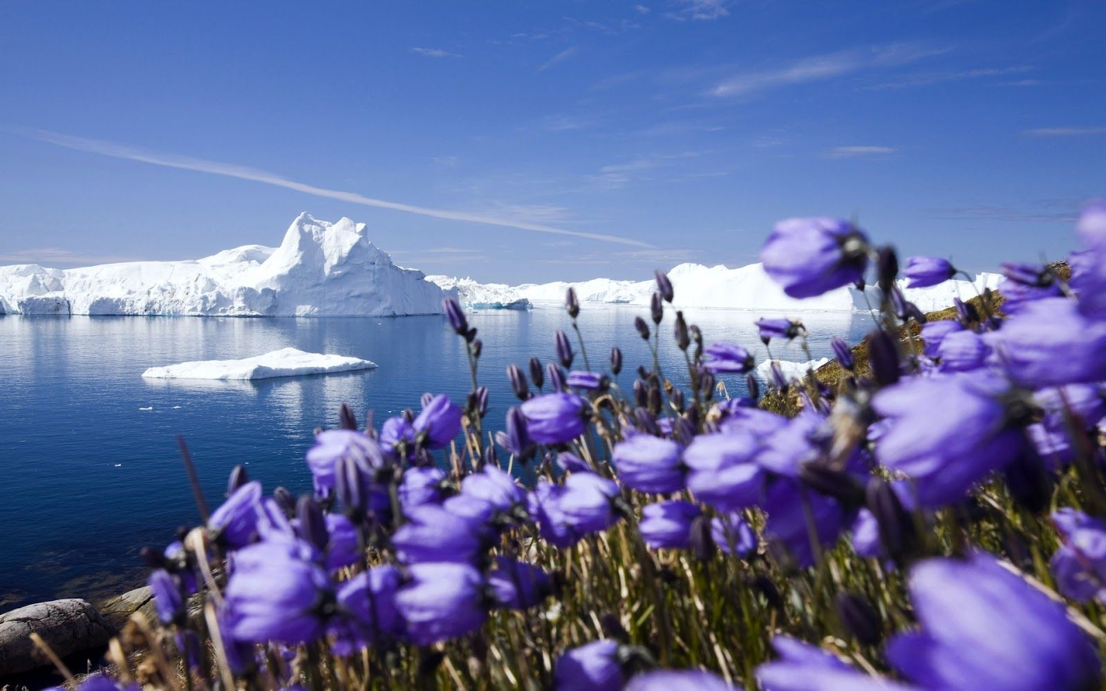 purple arctic flowers full HD nature background wallpaper for ...