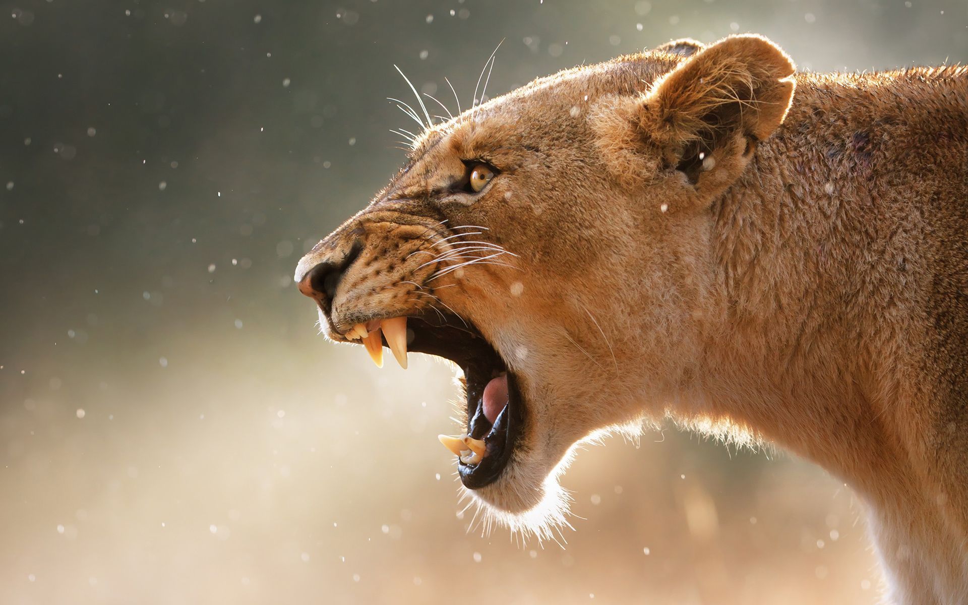 Roaring-lion-beautiful-images-desktop-fullscreen-wallpapers : PC ...