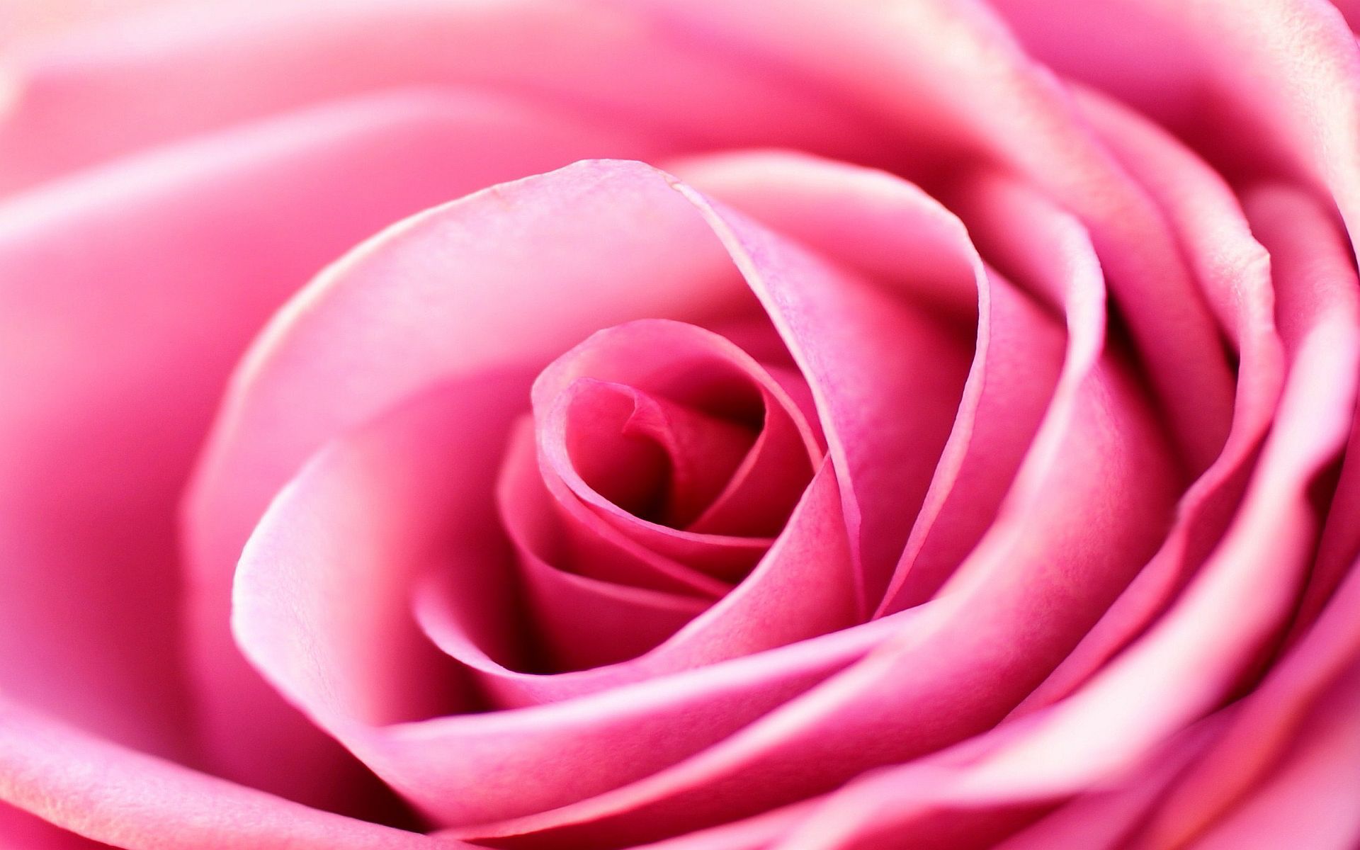 Pink Rose Background 5925 1920x1200 px WallpaperFort.com