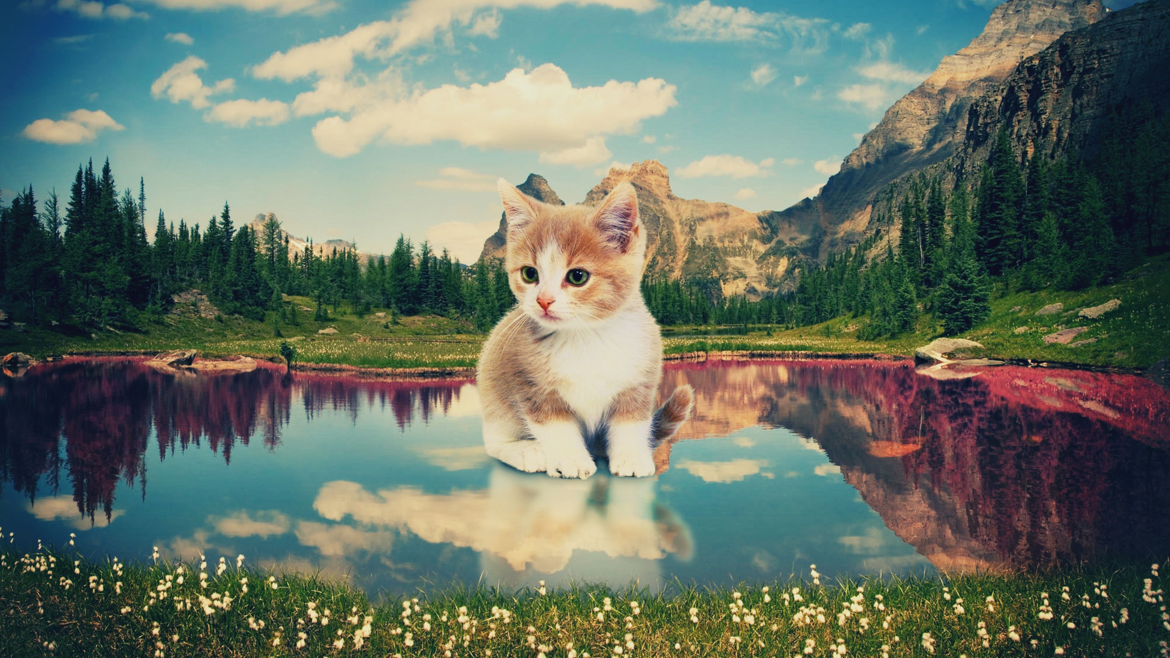 Download Wallpaper 3840x2160 Kitten, Nature, Lake, Photoshop 4K