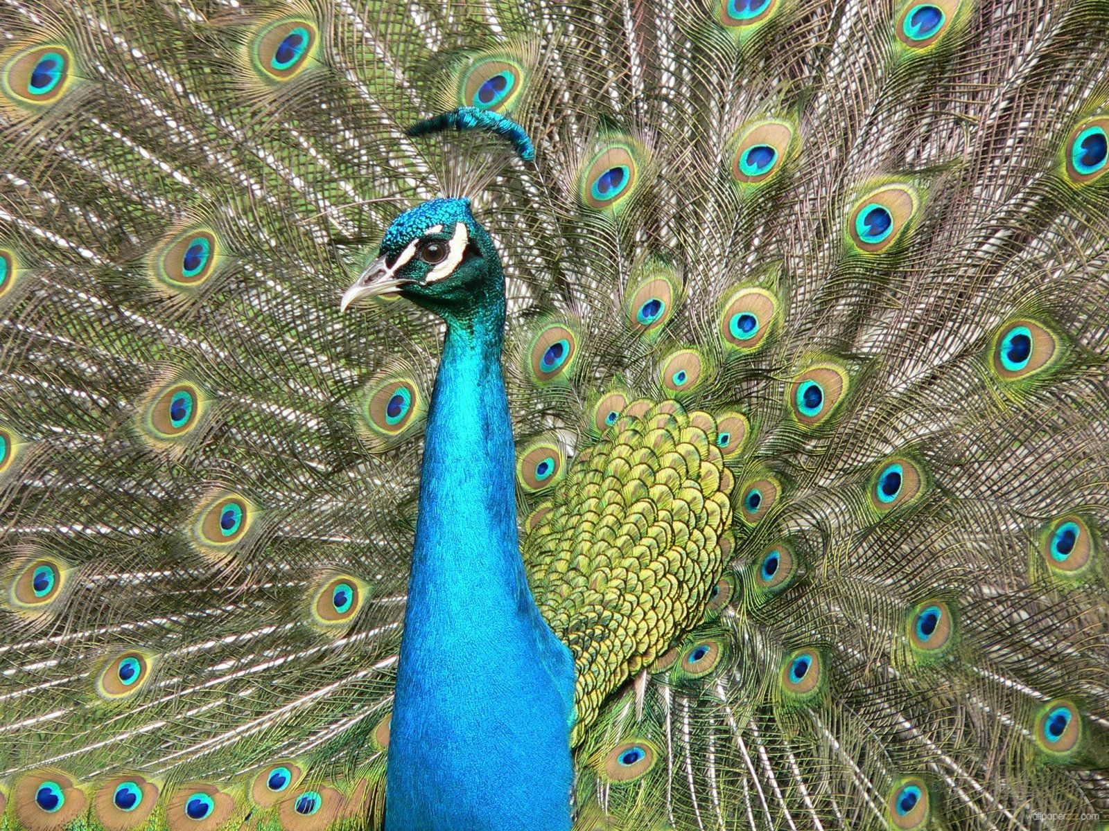 Download Beautiful Peacock Free Download Wallpaper Full HD