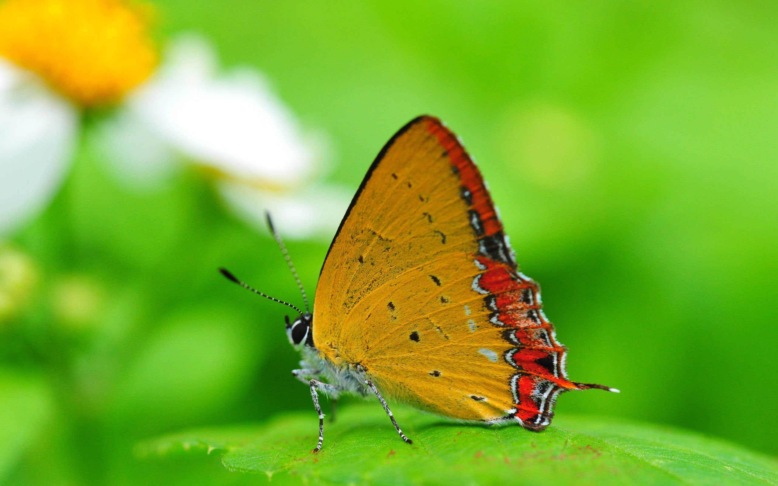 Download Beautiful Butterfly Desktop Wallpaper Full HD Backgrounds
