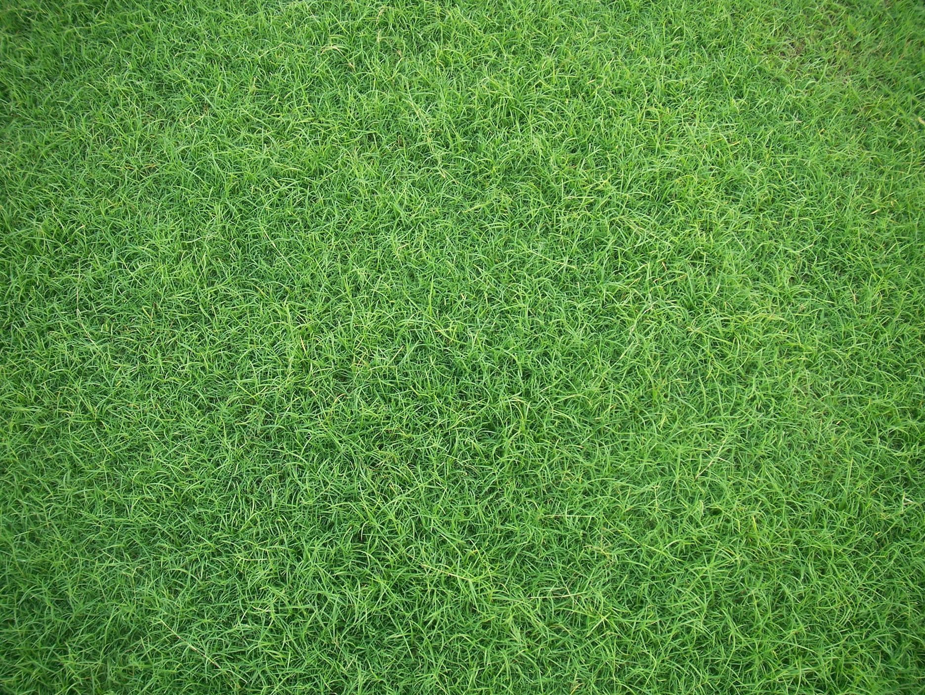Grass Backgrounds
