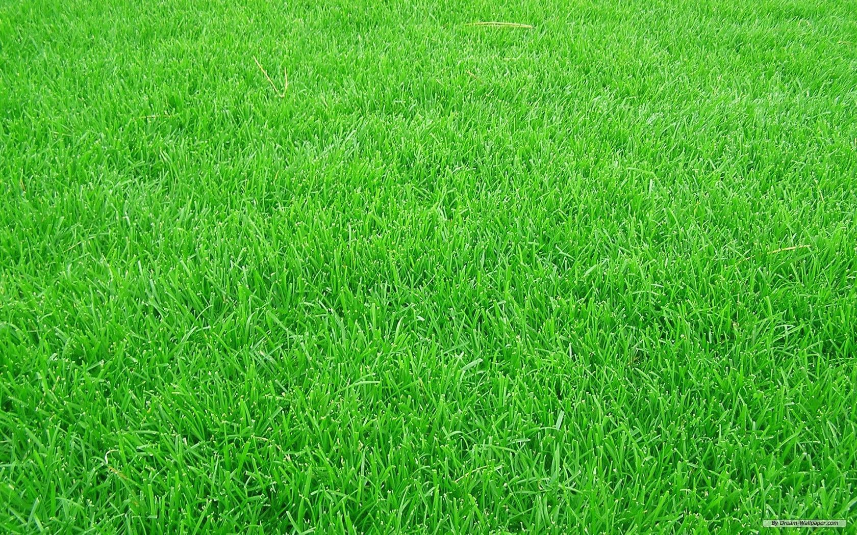 Grass Backgrounds Group (53+)
