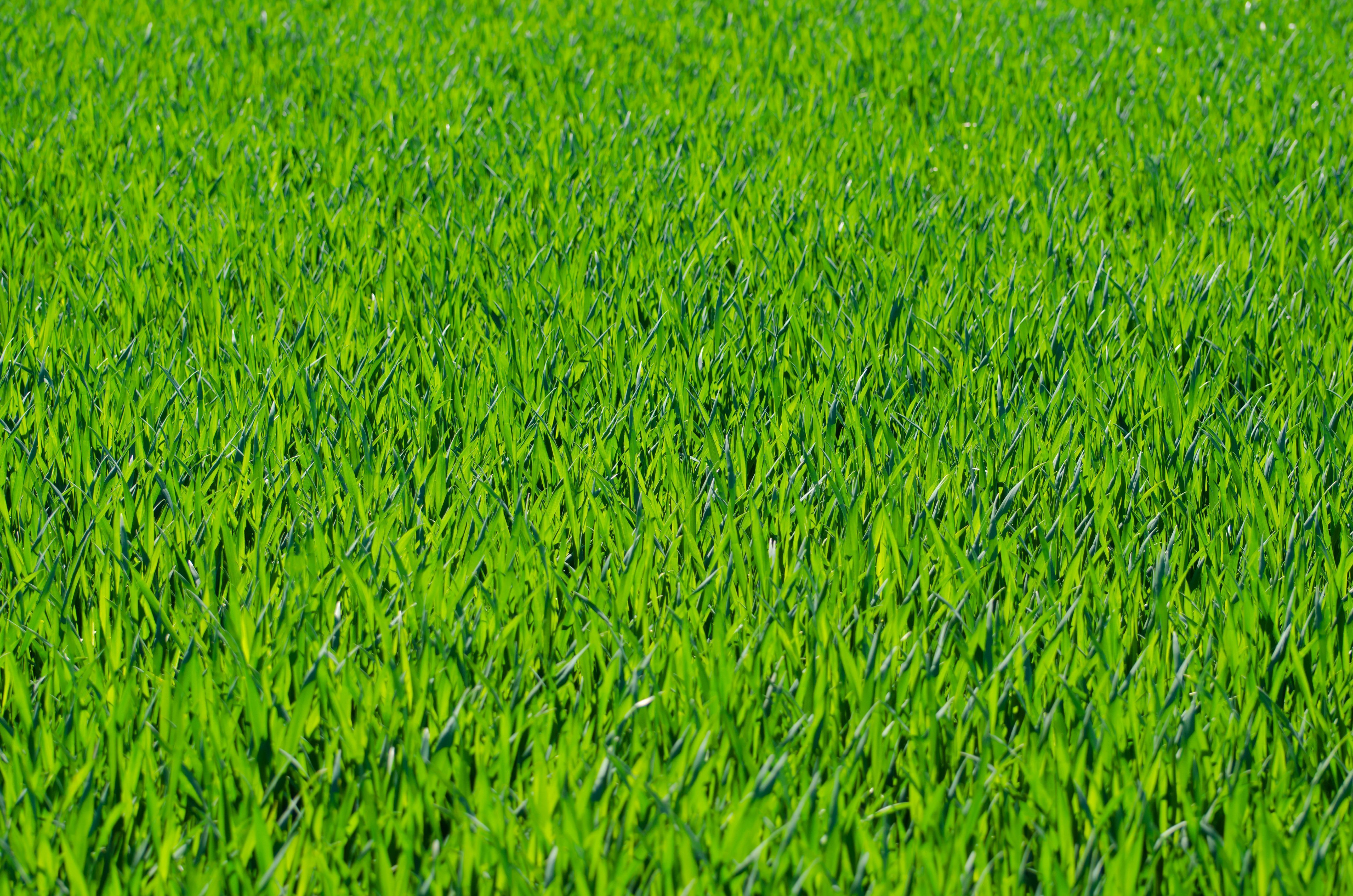 Seven Free Grass Textures or Lawn Background Images www