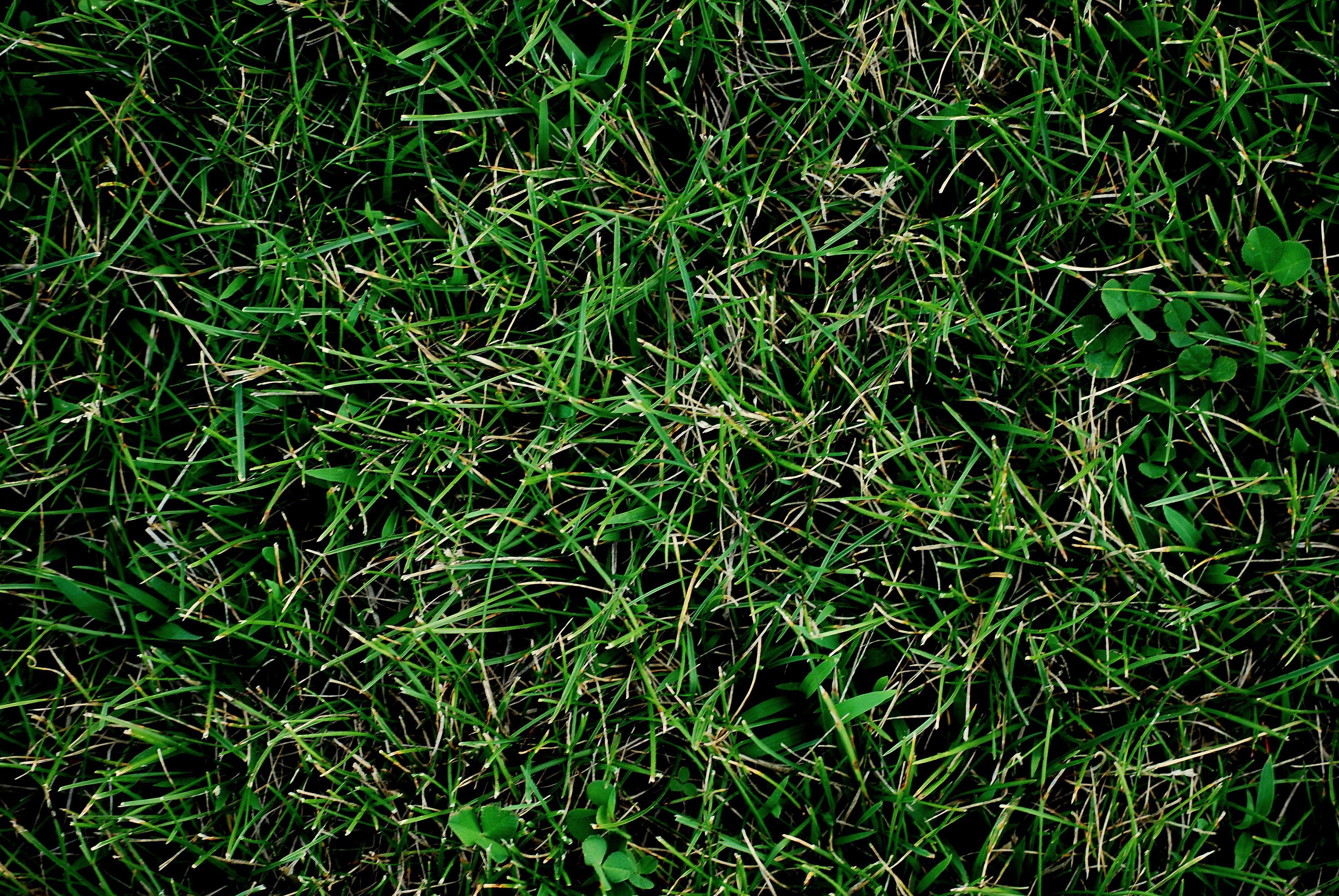 Grass background | Flickr - Photo Sharing!
