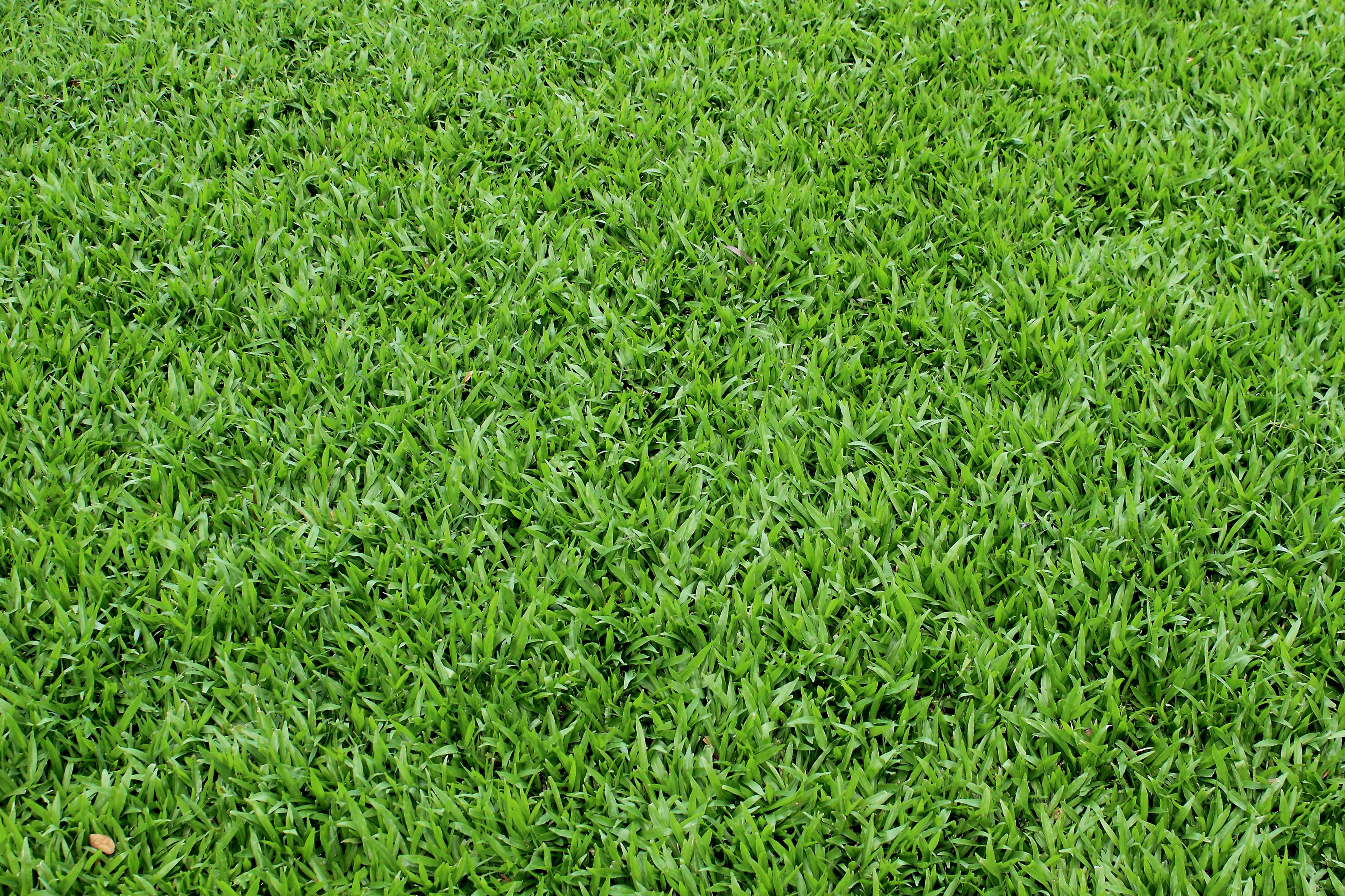 Download texture: green grass texture, texture download photo ...