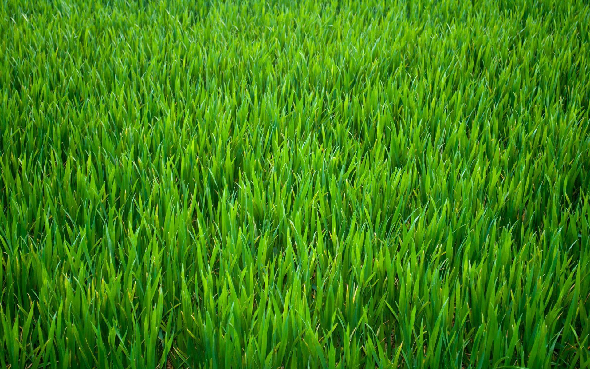 green-nature-green-grass-36-background-HD-wallpaper - Josera Ireland