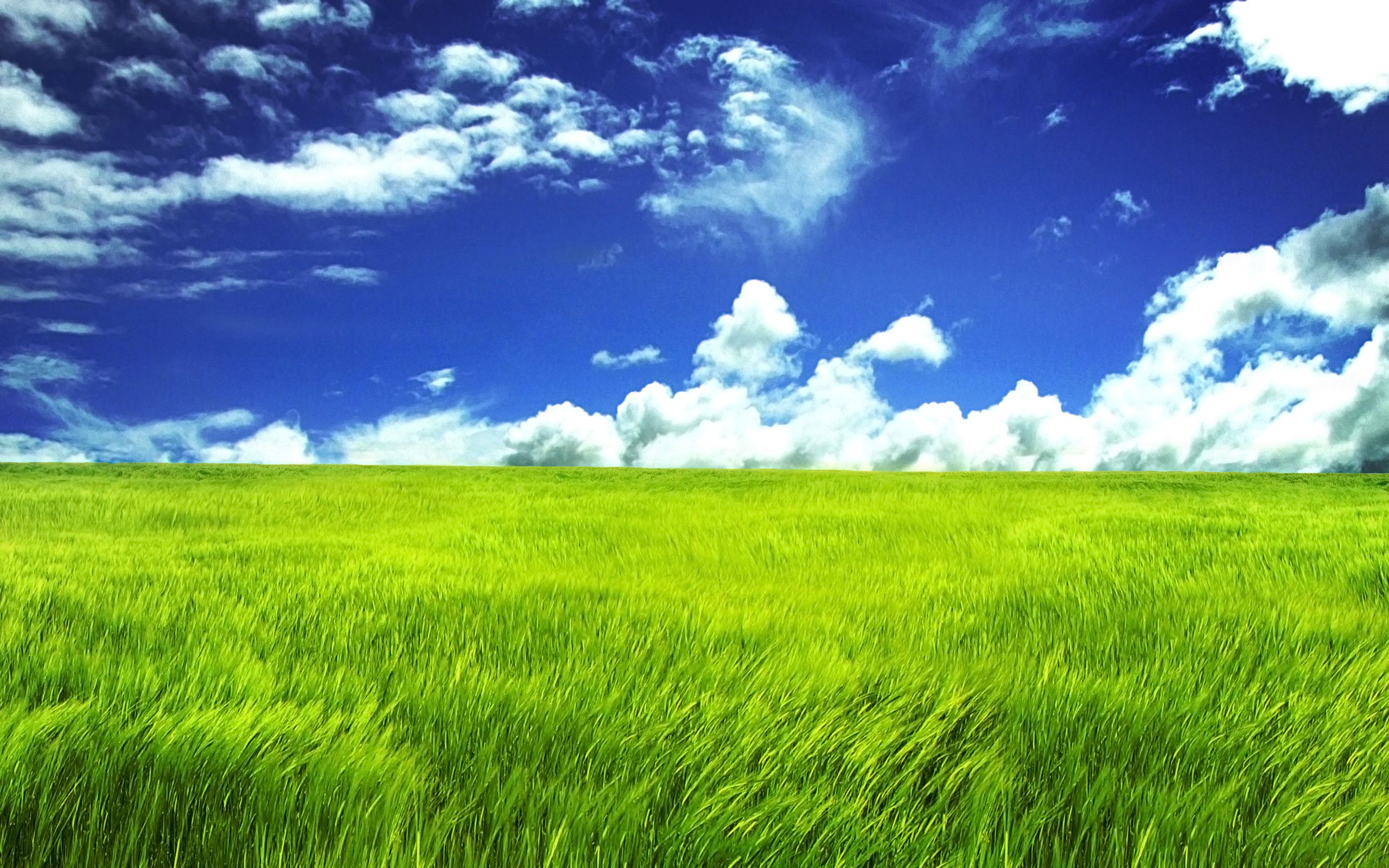 Grass Background #1682910