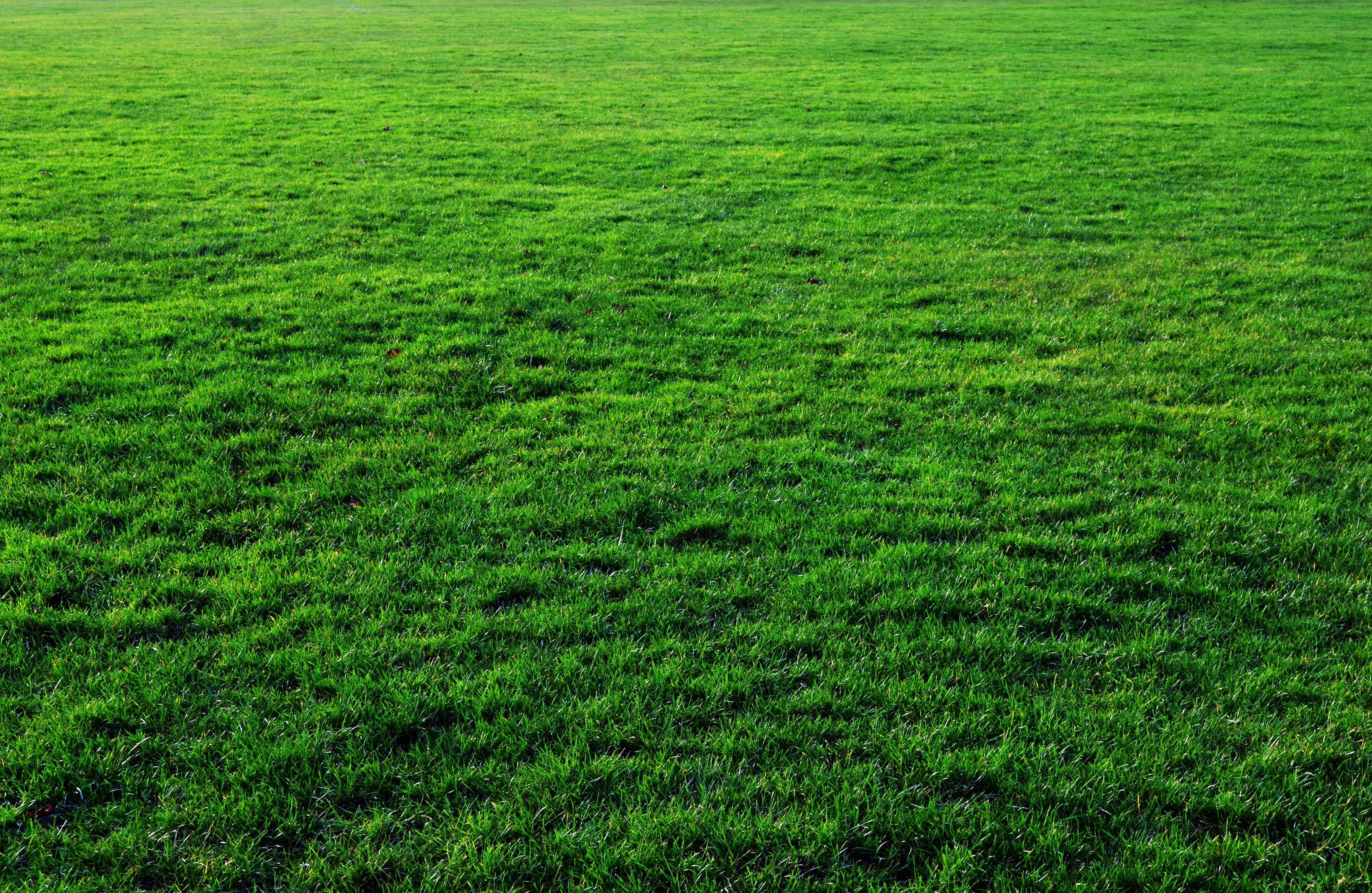 Seven Free Grass Textures or Lawn Background Images | www ...
