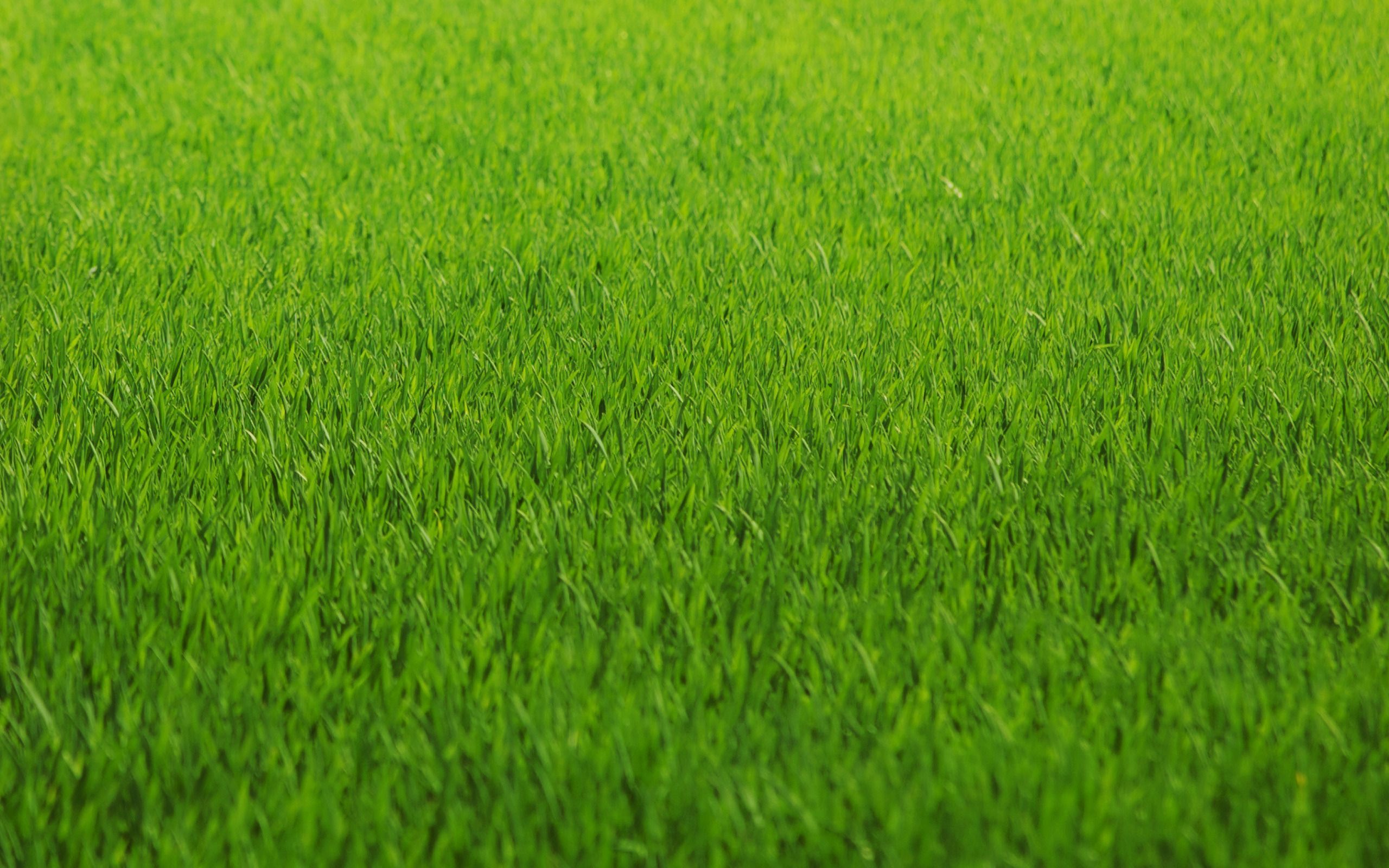 Download texture: green grass, background, texture, download photo ...