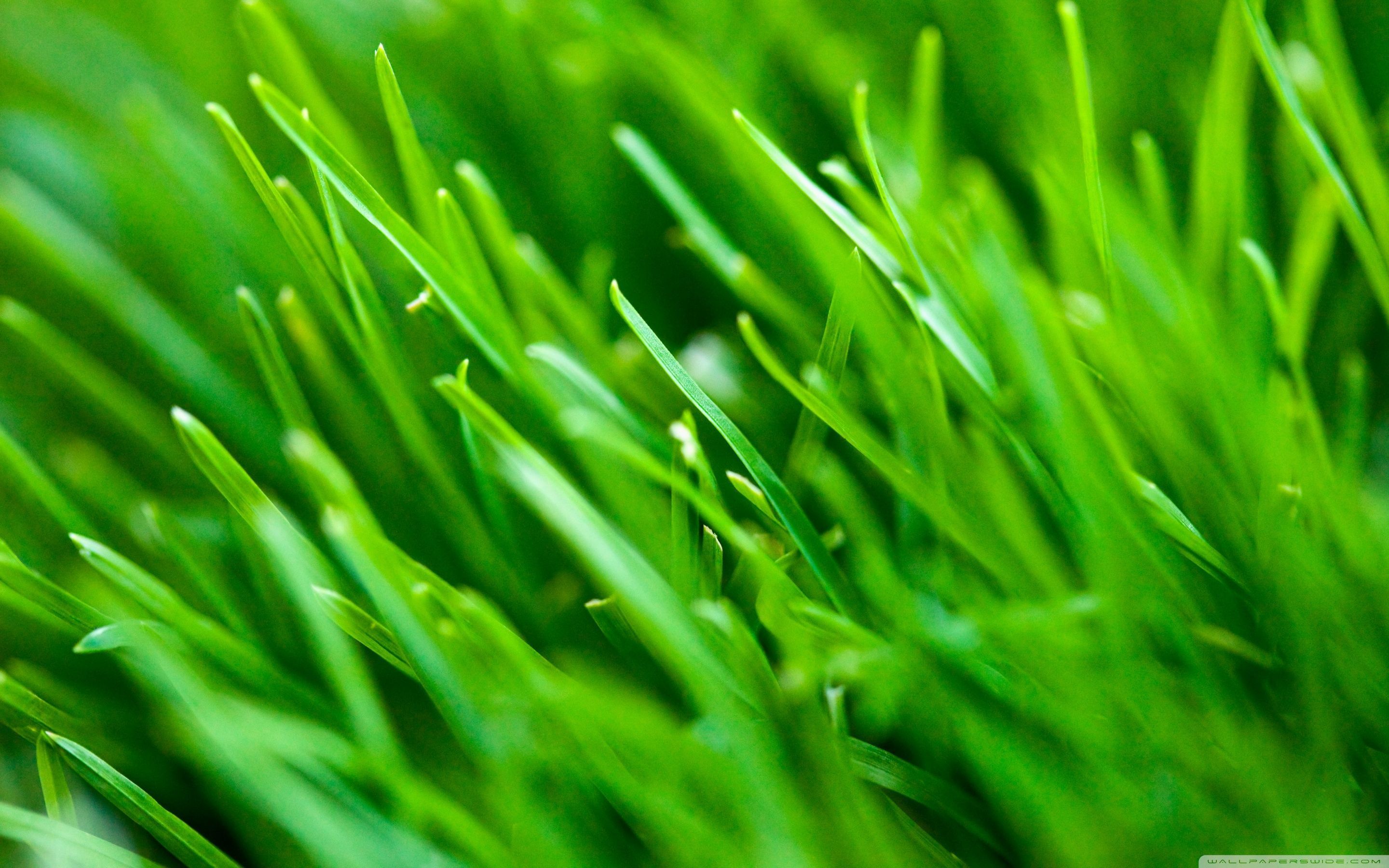 Green Grass Background - 1640909