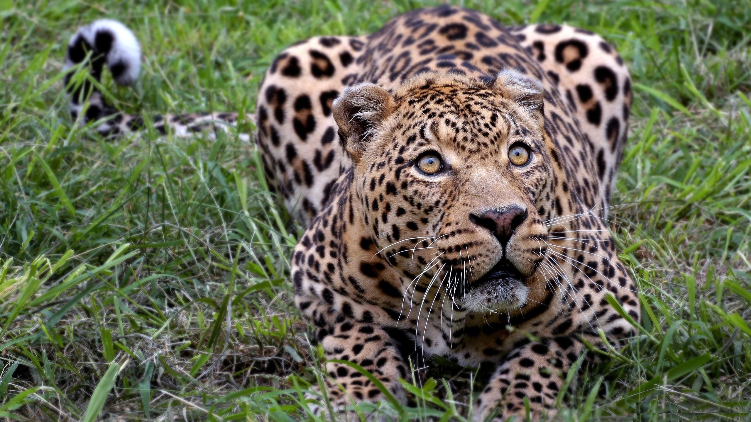 Jaguar Animal HD Wallpapers | Hd Wallpapers