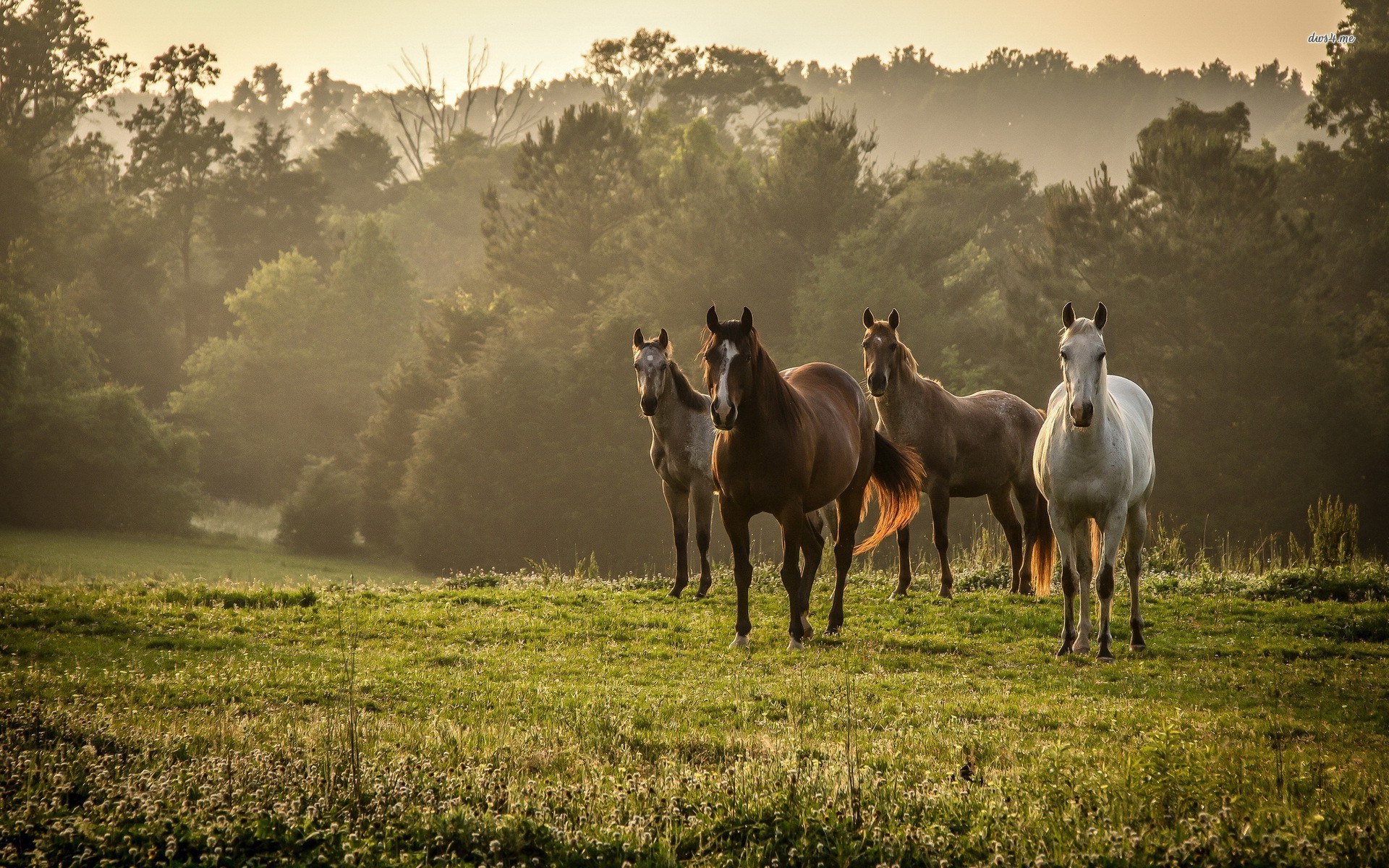 Horses Wallpaper Collection 40