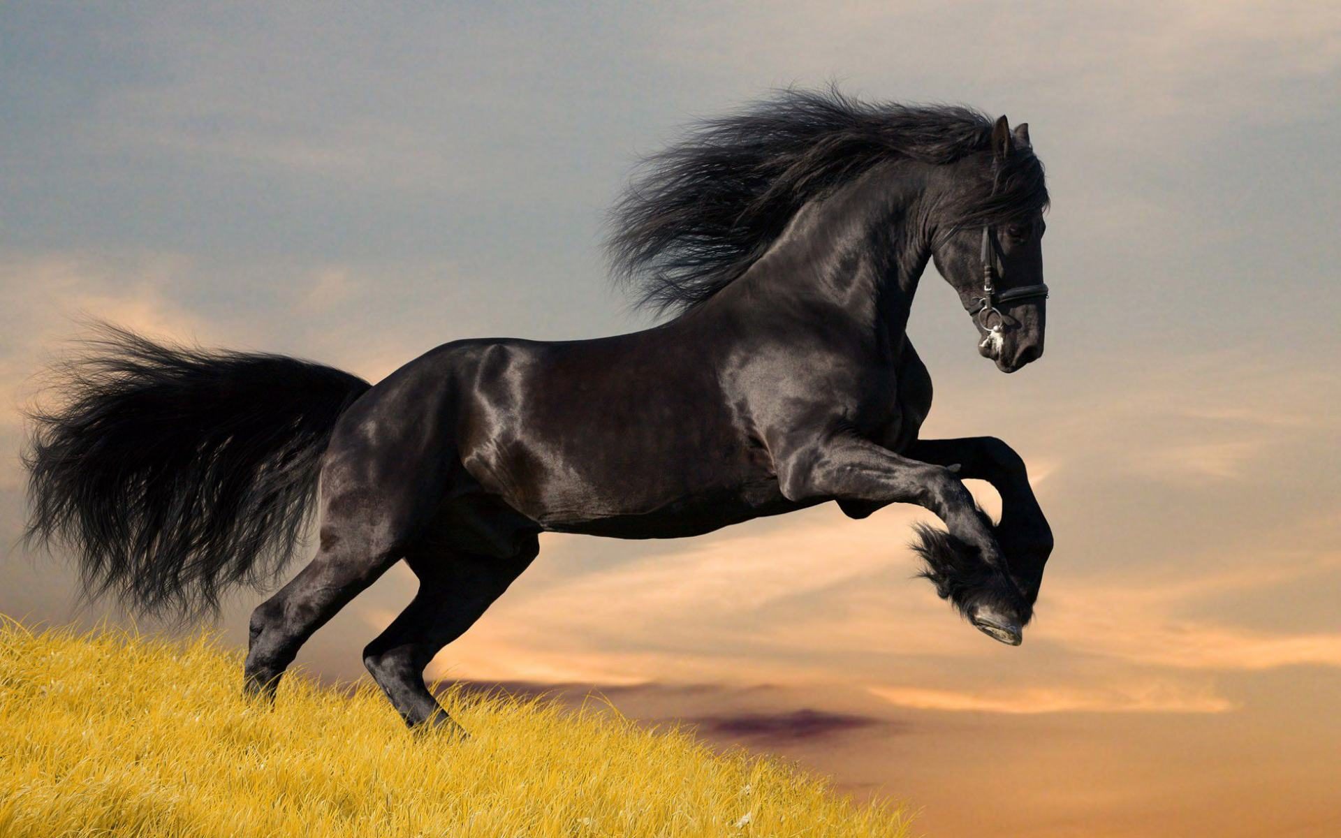 Wild Horses Desktop Wallpapers Free HD Desktop Wallpapers