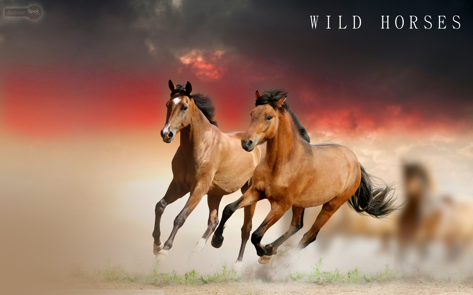 Horse Wallpapers Animal Spot