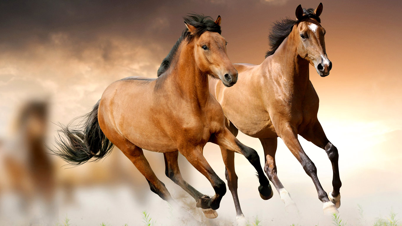 Beautiful wild horses wallpapers Free full hd wallpapers for