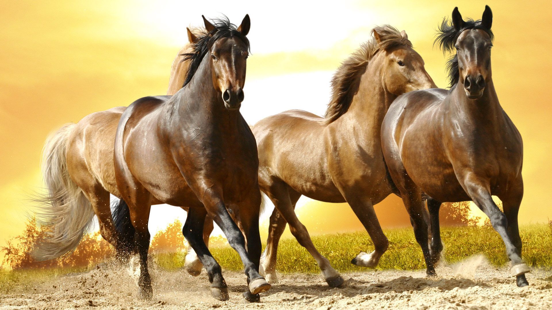 Beautiful wild horses wallpapers Free full hd wallpapers for