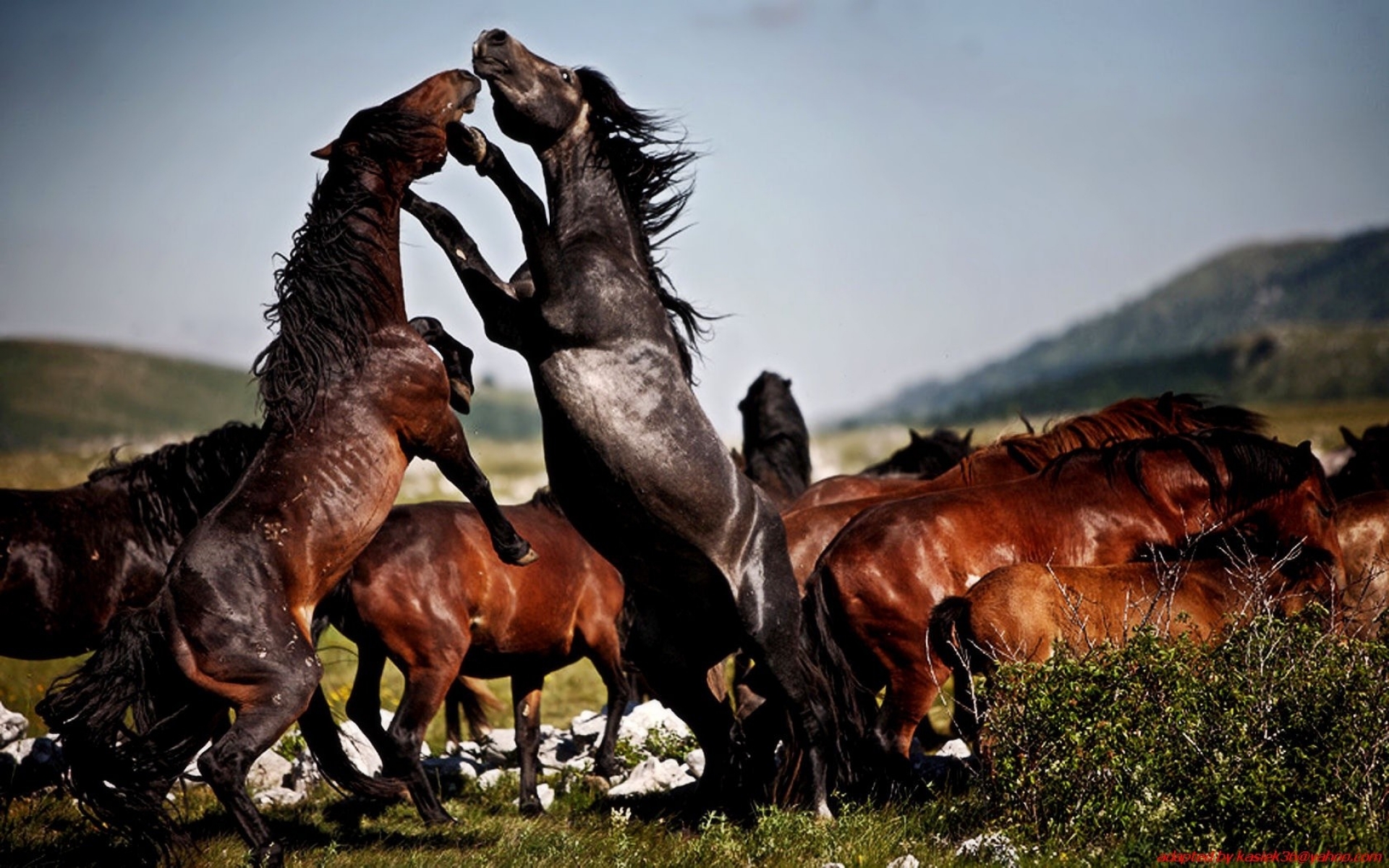 Fight The Two Wild Horse Herd Wild Desktop Wallpapers Hd
