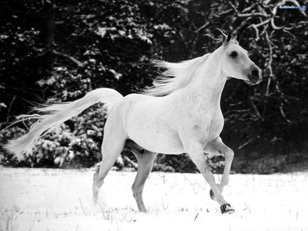 Horses on Pinterest Horse Wallpaper, Wild Horses and Beautiful