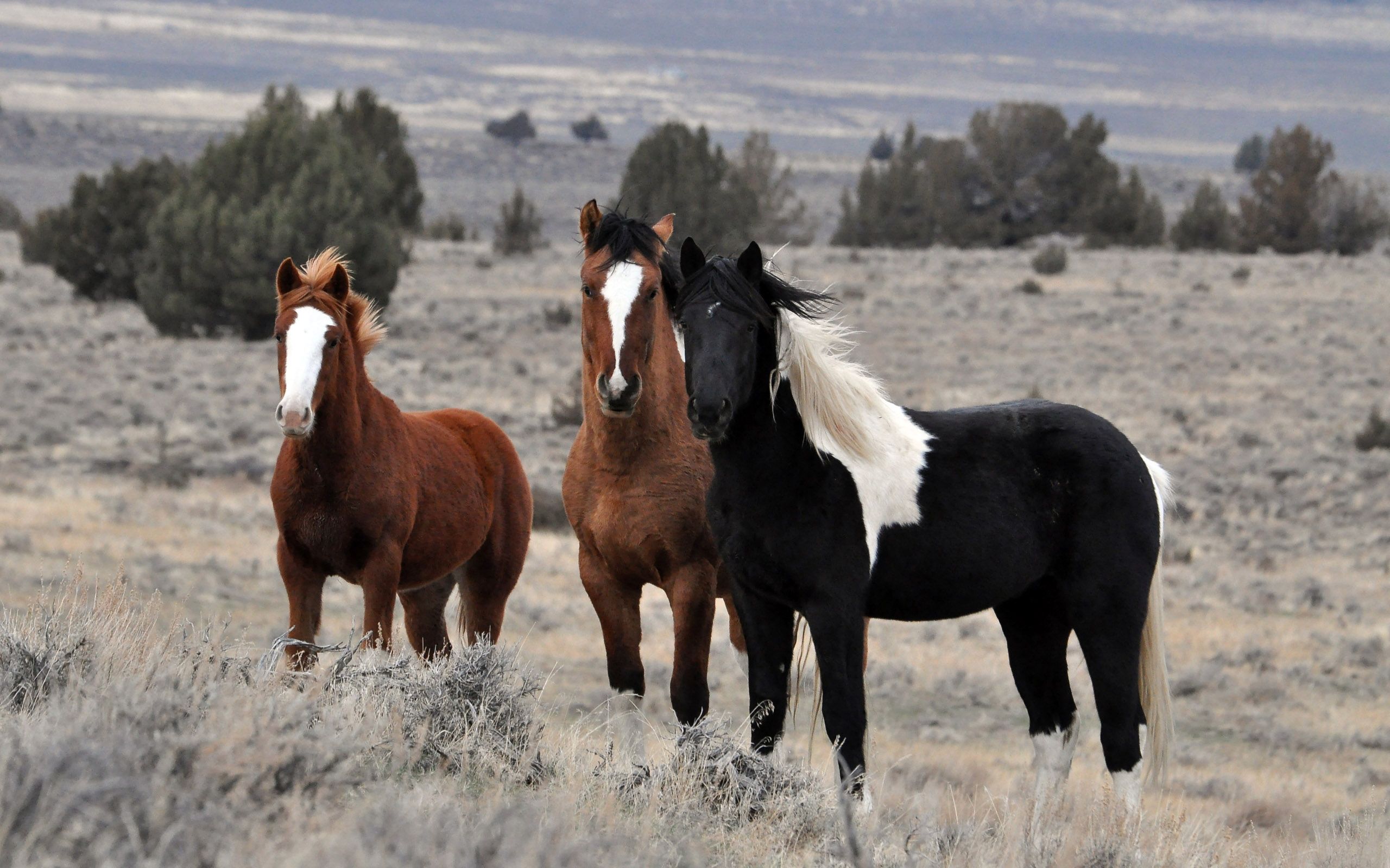 Horses Wallpapers - 2