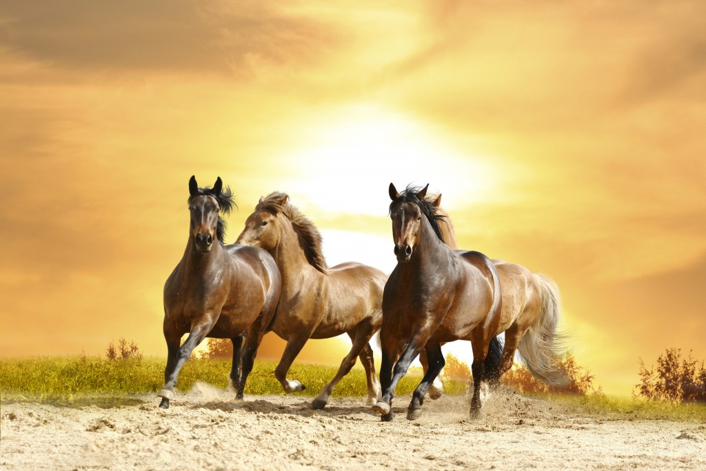 Wild Horse Wallpapers - HD Great Images