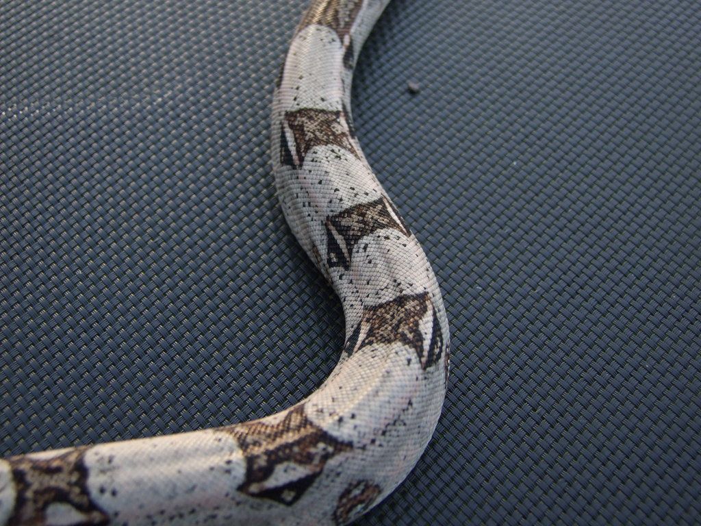 snake photography...backgrounds.... - Page 3 - Reptile Forums