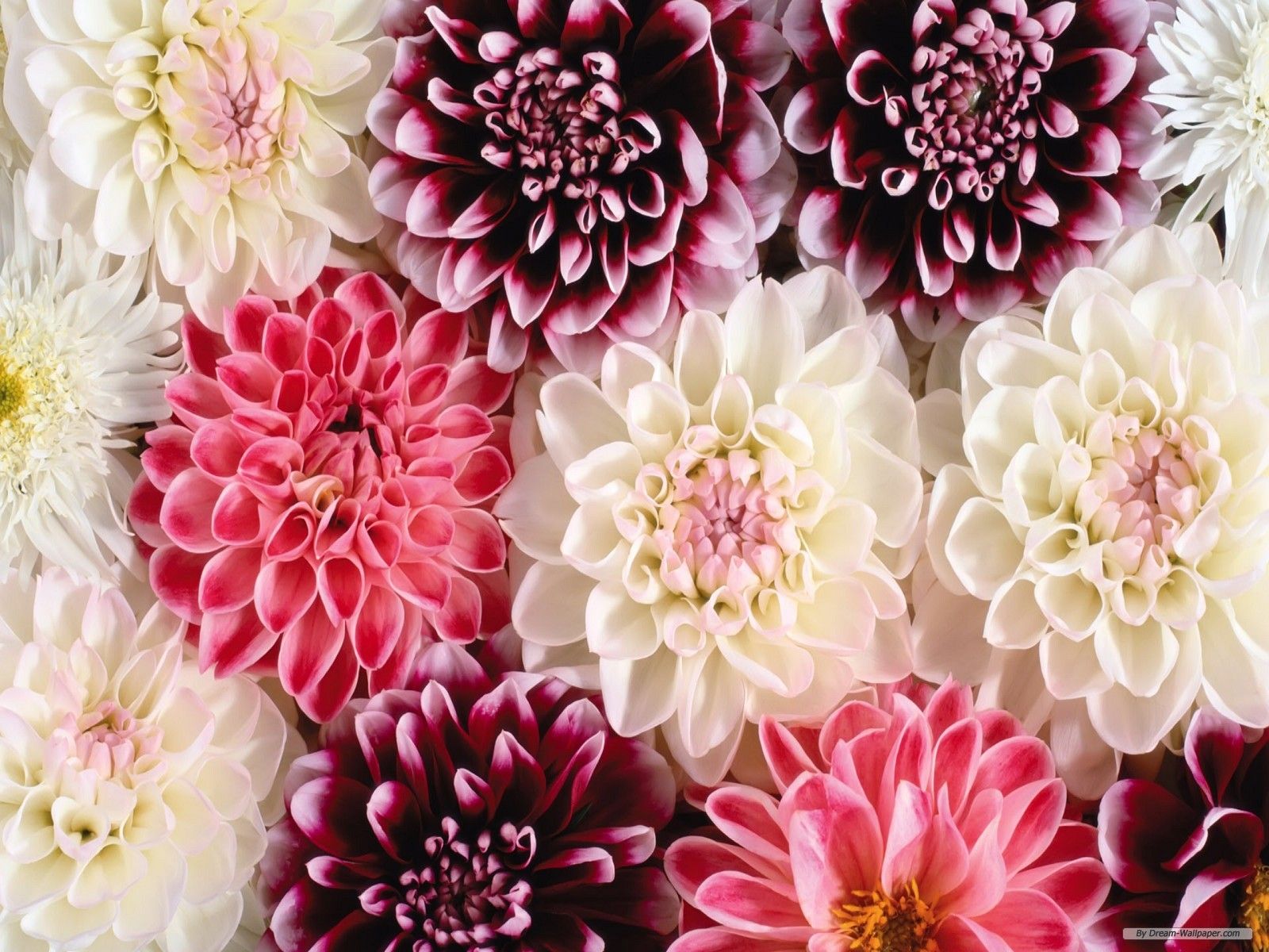 Beautiful Flowers Wallpapers For Desktop HD Group (78+)