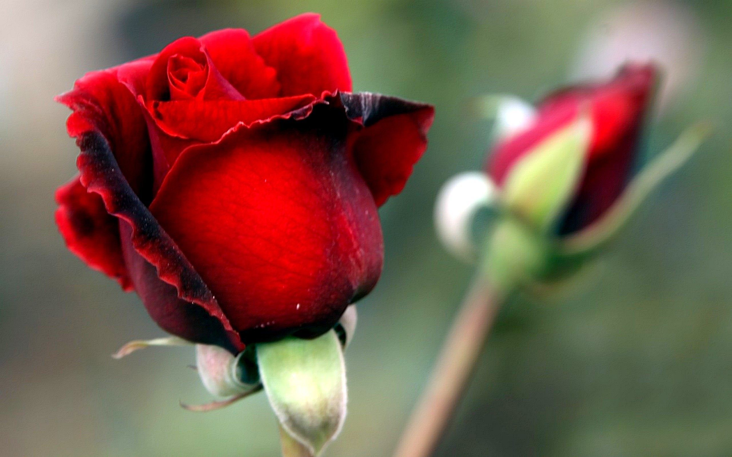 Rose Bud Beautiful Flower Wallpaper in High Quality Download