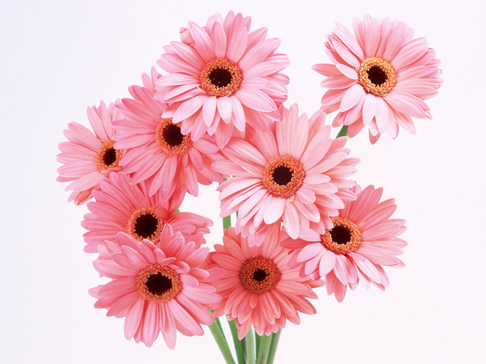 Beautiful Flowers Wallpapers For Desktop HD #50454 (1600x1200)